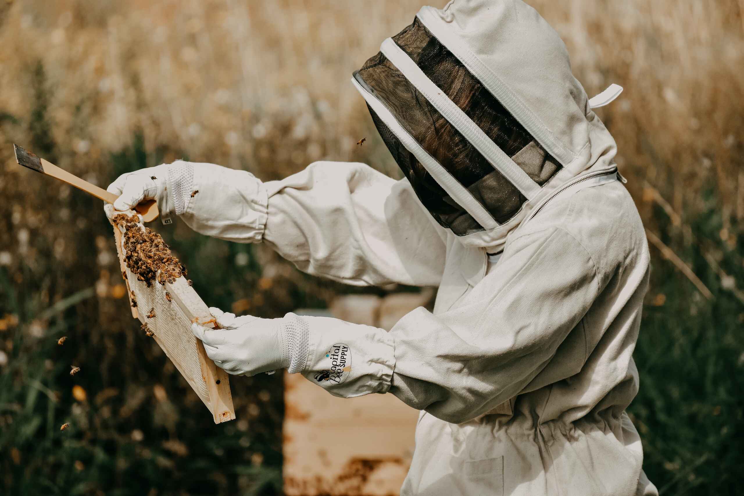 Beekeeper in protective suit inspecting a frame from a beehive covered with honeybees