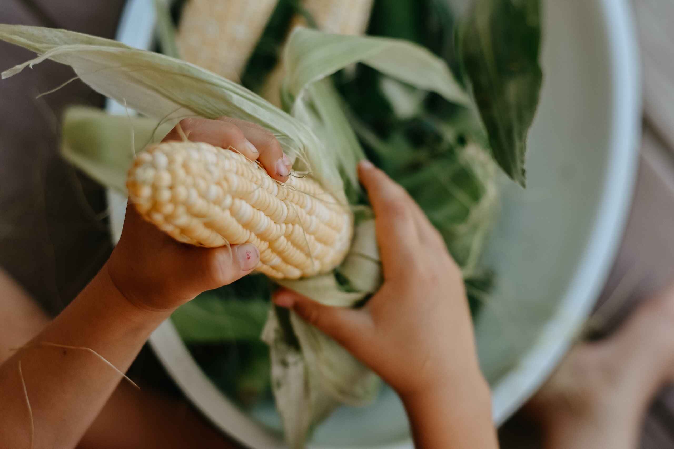 Child's hands holding an ear of corn with husks over a bowl of fresh vegetables