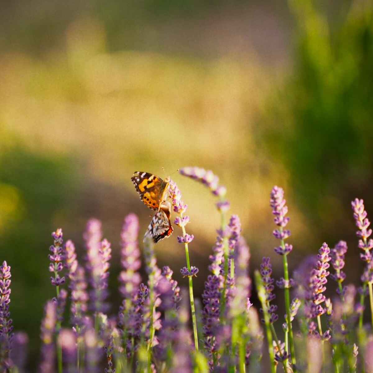 Butterfly pollinating lavender flowers in a garden