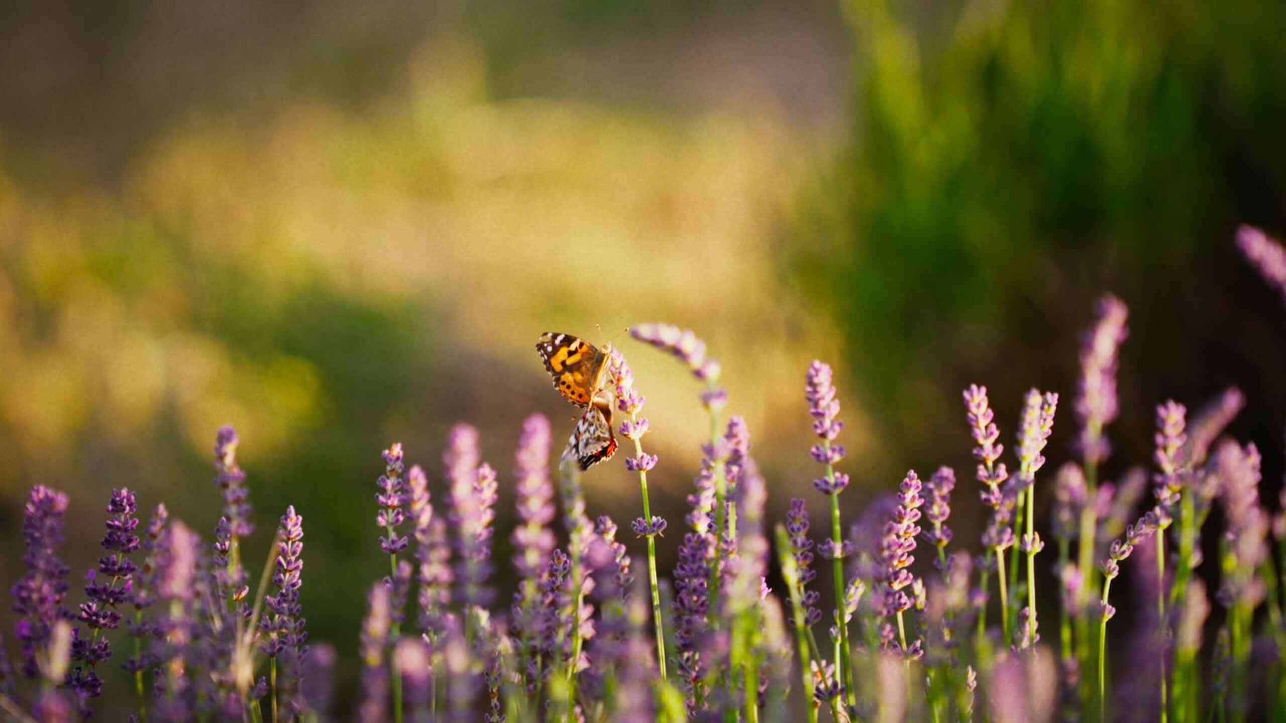 Butterfly pollinating lavender flowers in a garden