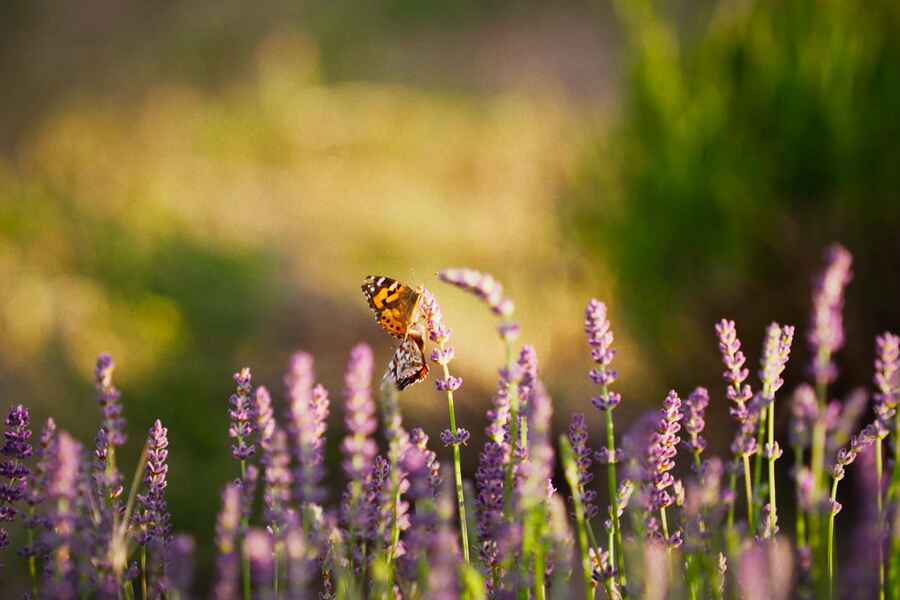Butterfly pollinating lavender flowers in a garden