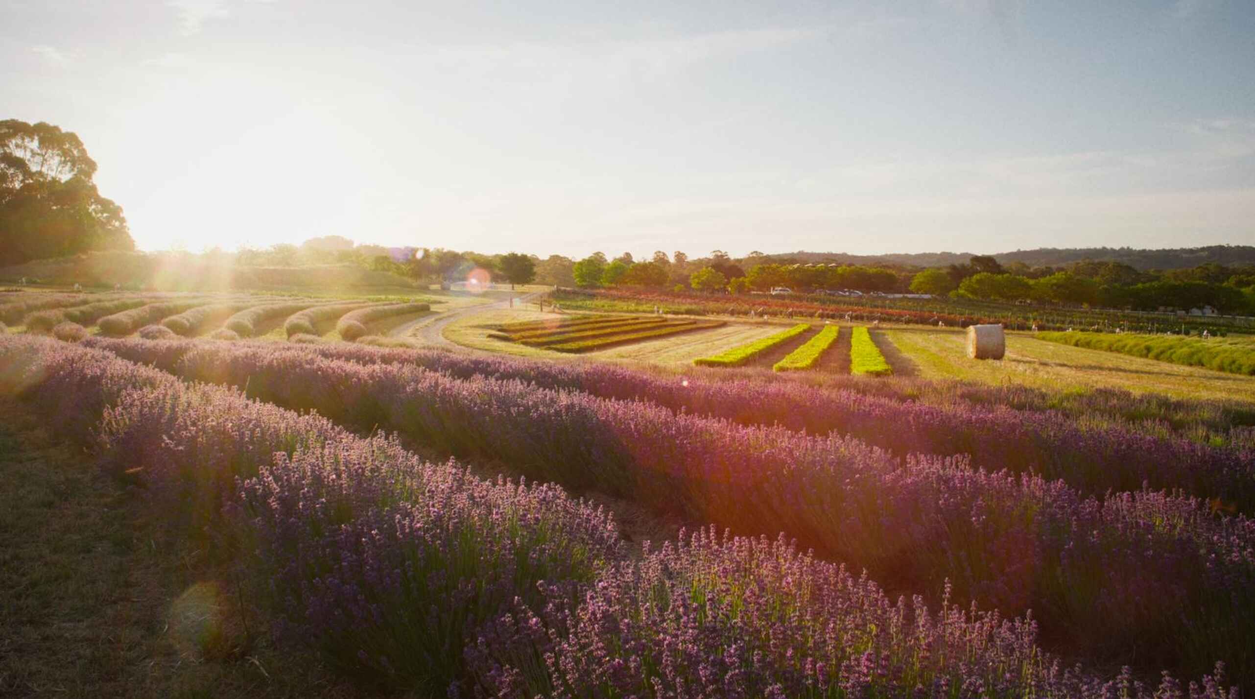 Lavender field at sunset with rows of green crops and farmland extending to the horizon