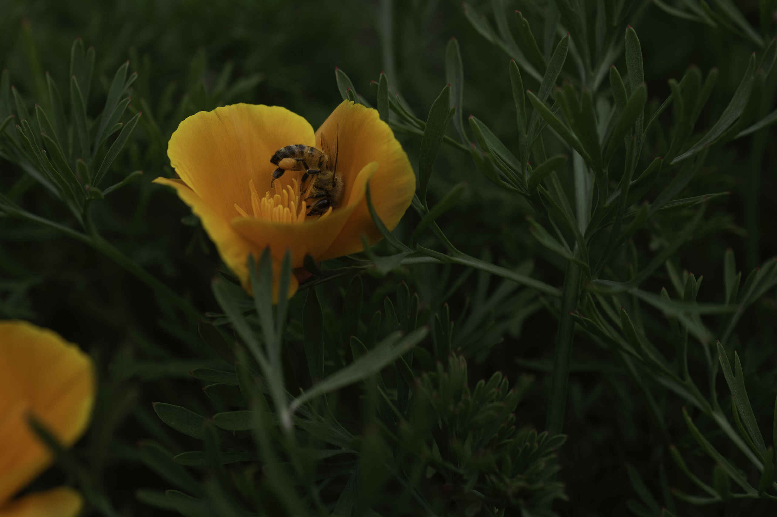 Bee collecting pollen from a bright yellow flower surrounded by green foliage