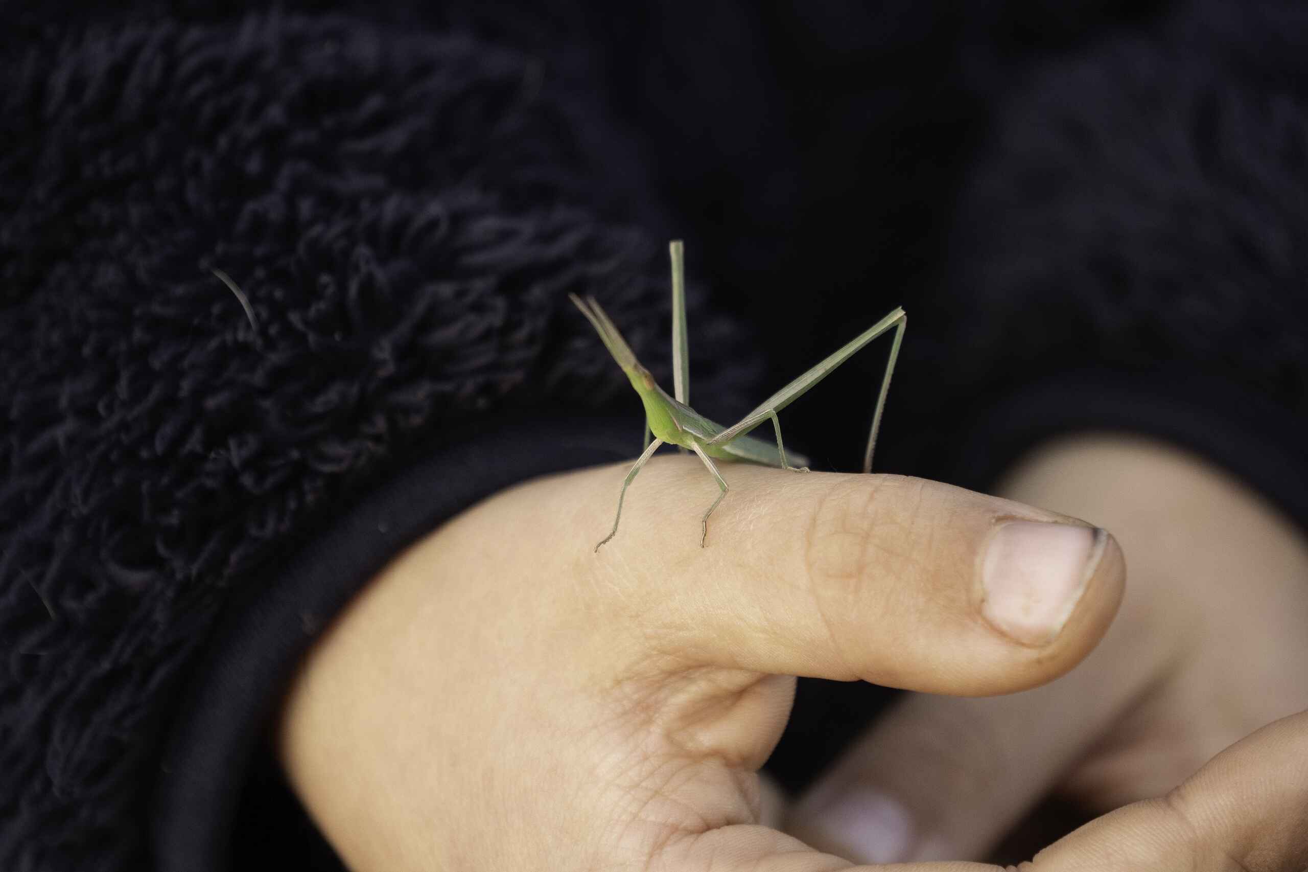 A pale green grasshopper rests on a person's finger against a dark background