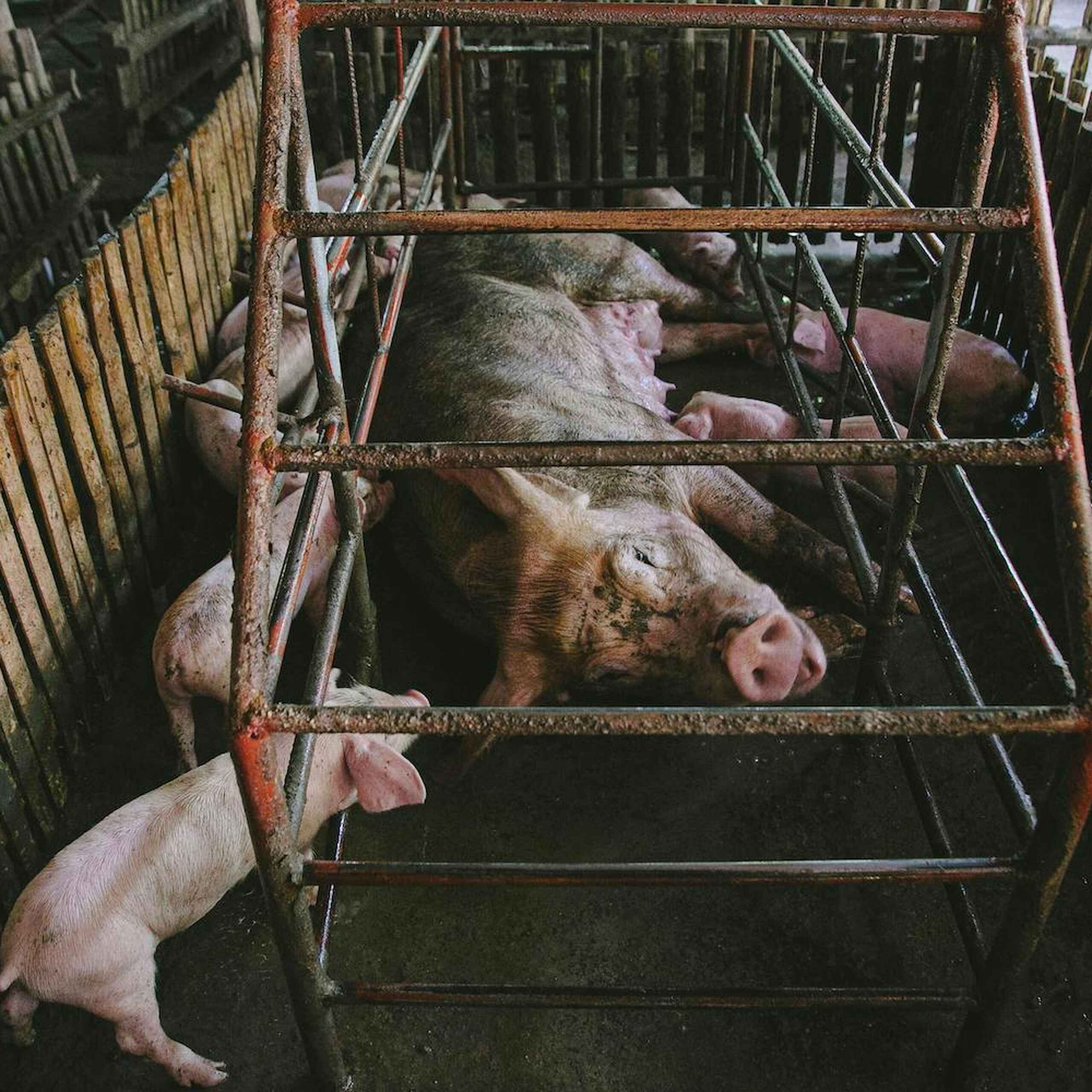 Pigs confined in metal crates inside an industrial farming operation