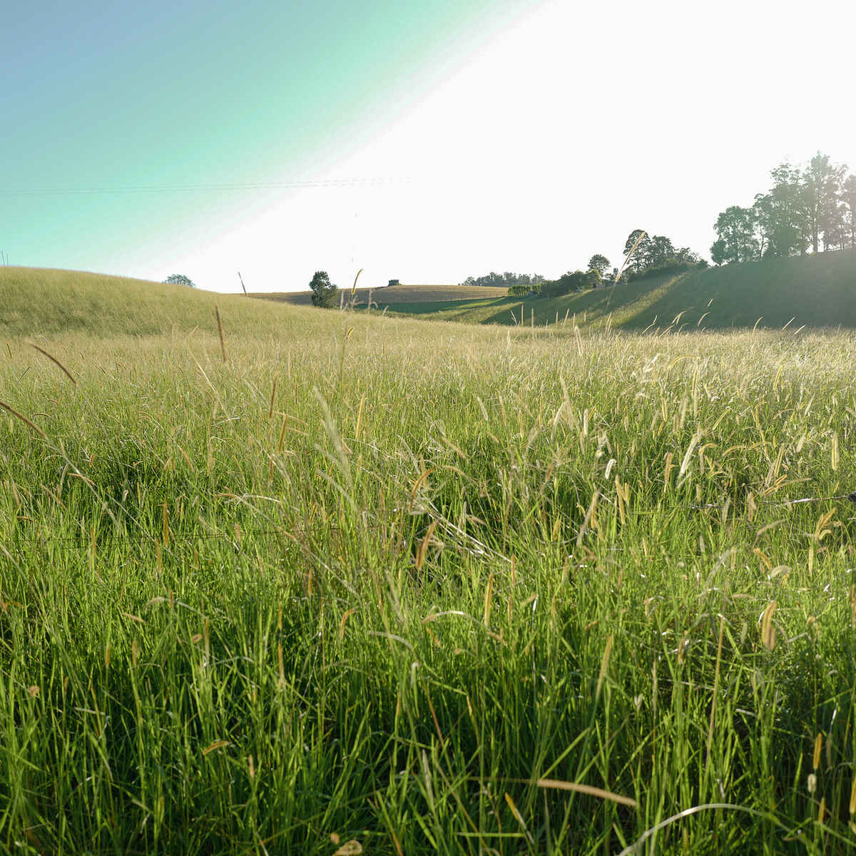 Rolling green grain field with trees and hedgerows dotting the landscape under a clear sky