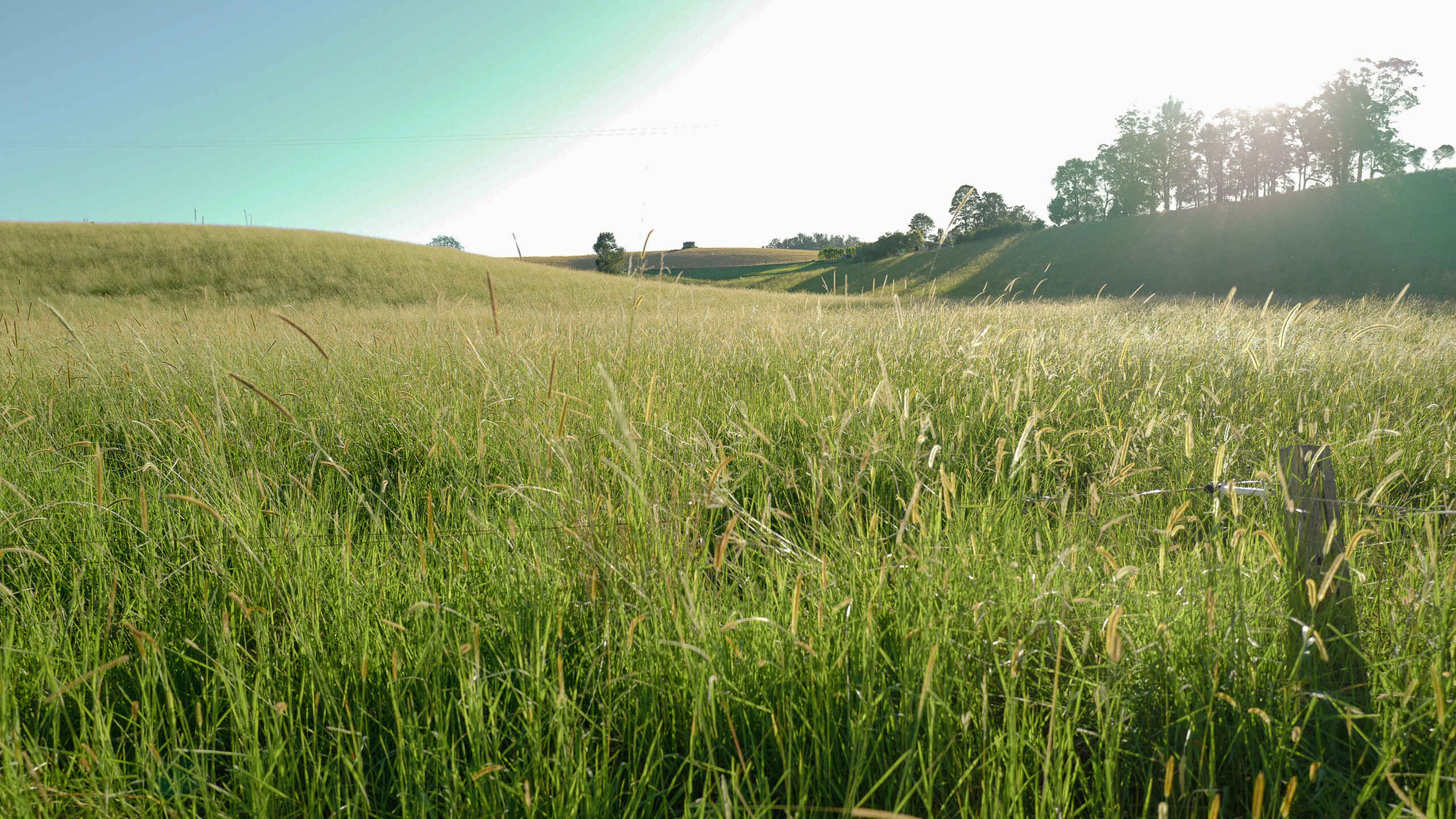 Rolling green grain field with trees and hedgerows dotting the landscape under a clear sky