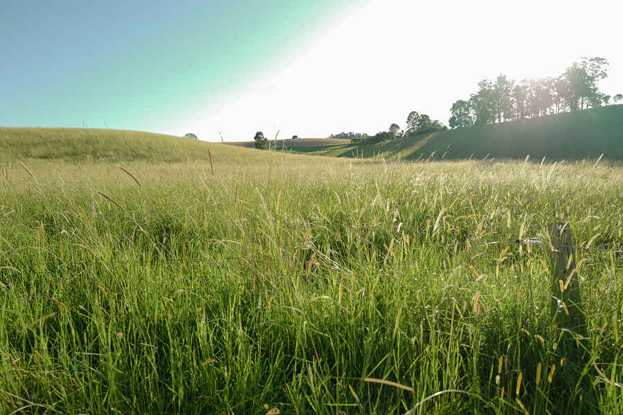 Rolling green grain field with trees and hedgerows dotting the landscape under a clear sky
