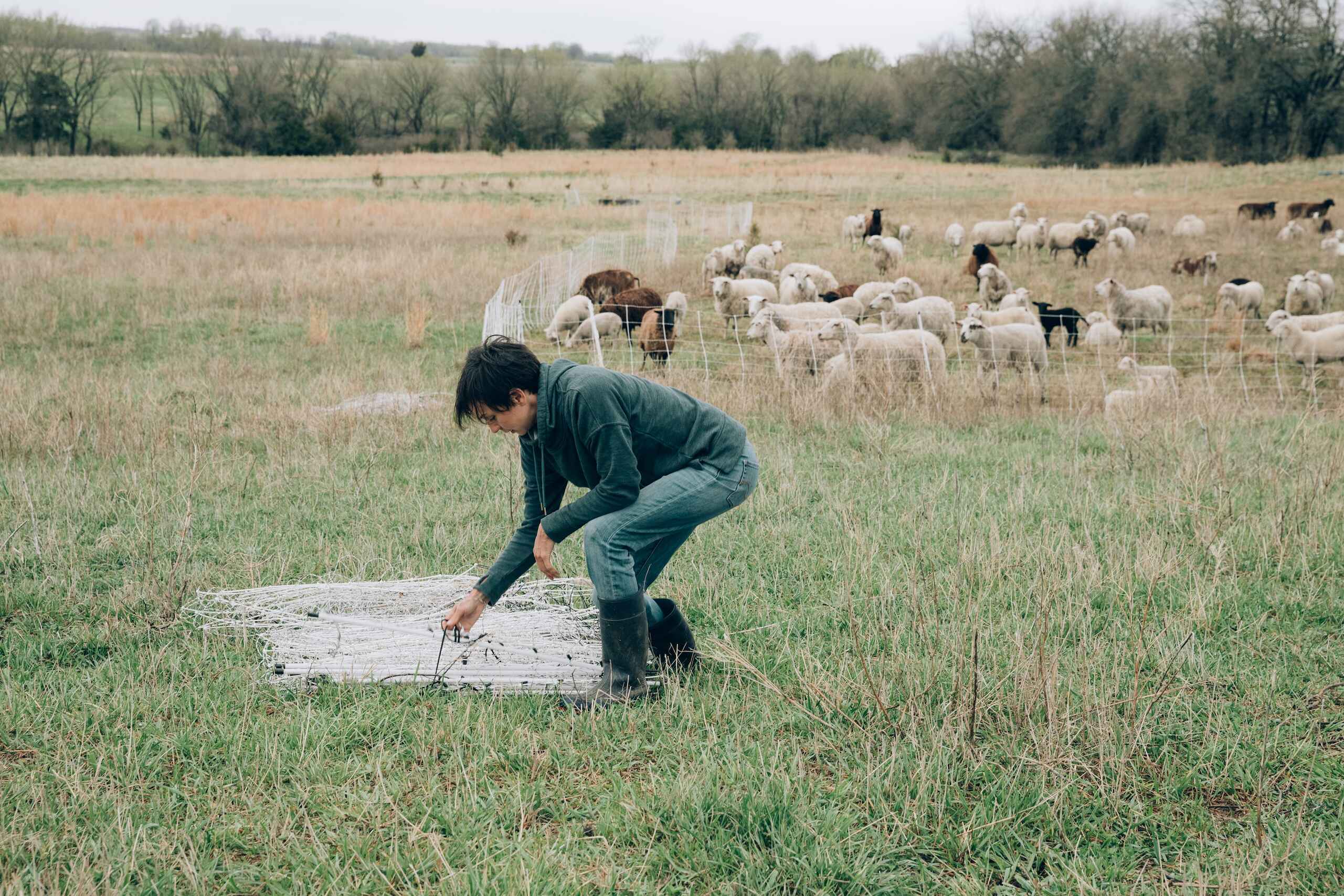 Farmer examining soil health in a pasture with a grazing flock of sheep in the background