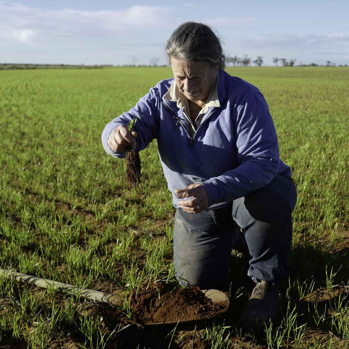 Farmer examining soil health in a green crop field