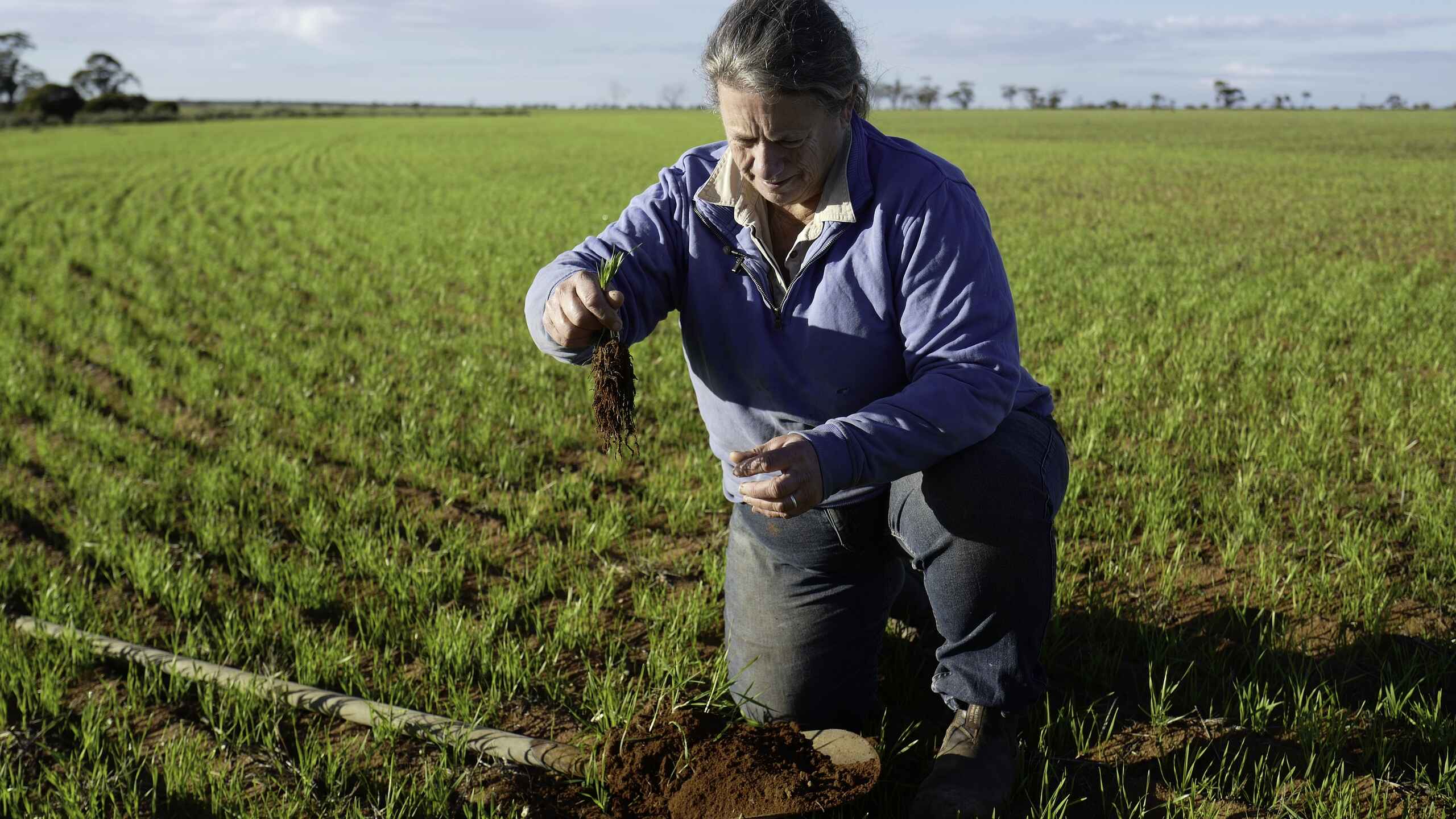 Farmer examining soil health in a green crop field