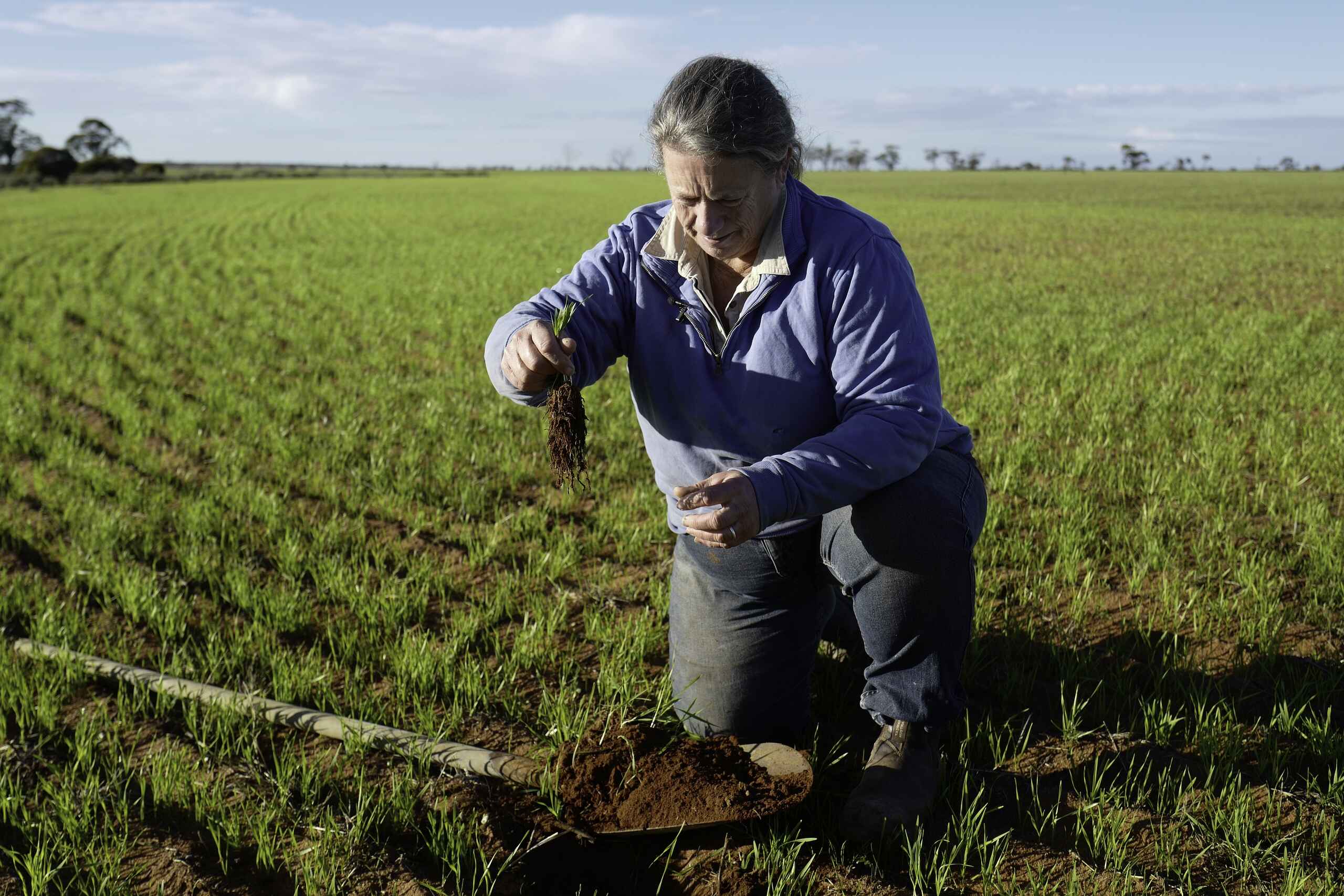 Farmer examining soil health in a green crop field