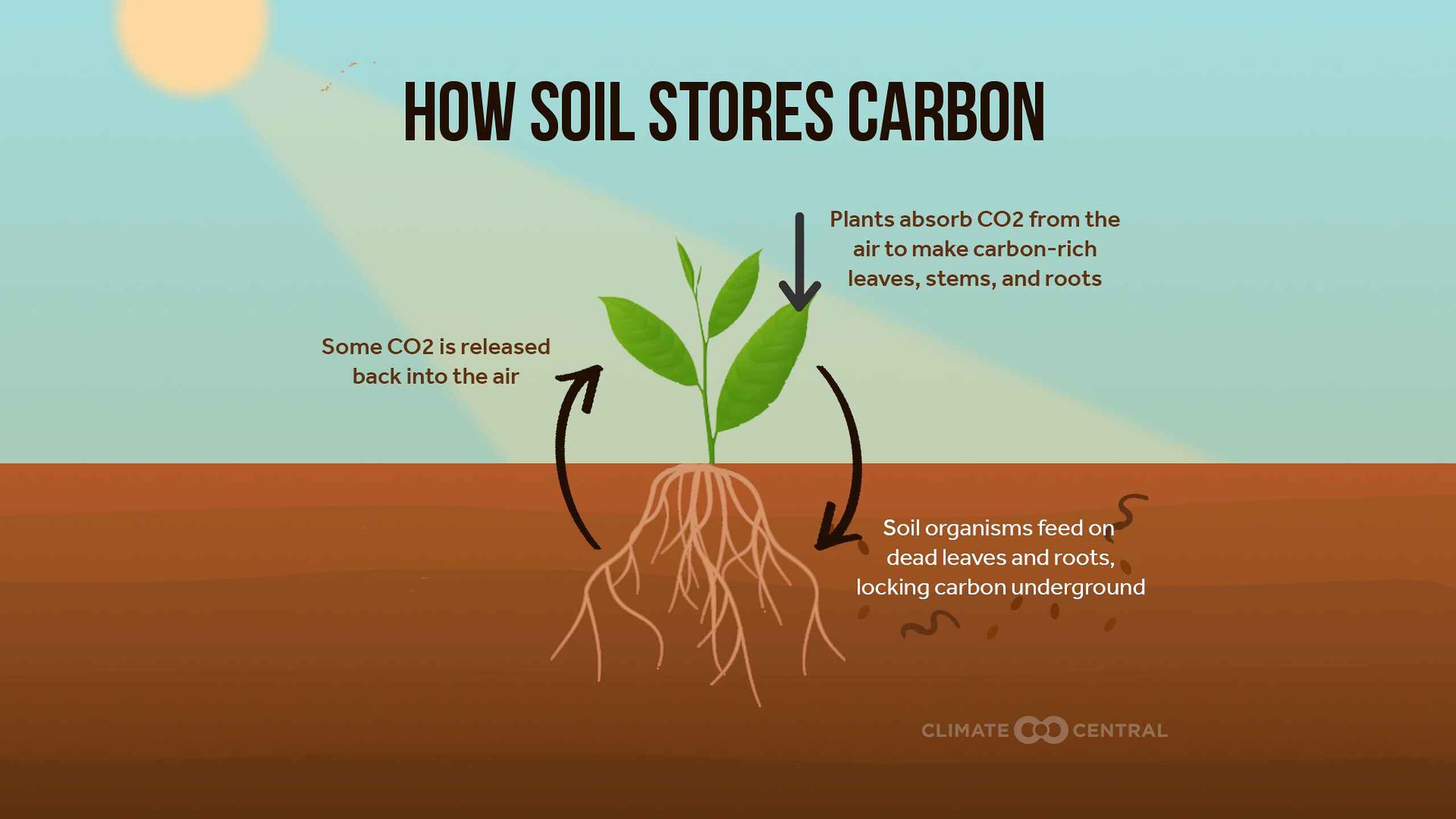 Diagram showing how plants absorb carbon dioxide from the air and store it in soil through root systems, with soil organisms breaking down dead plant material to lock carbon underground