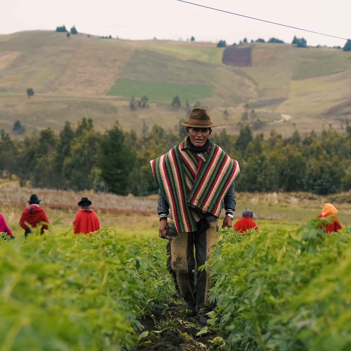 Indigenous Cho Cho farmer leading a harvest in the Ecuadorian highlands with community members working in the field