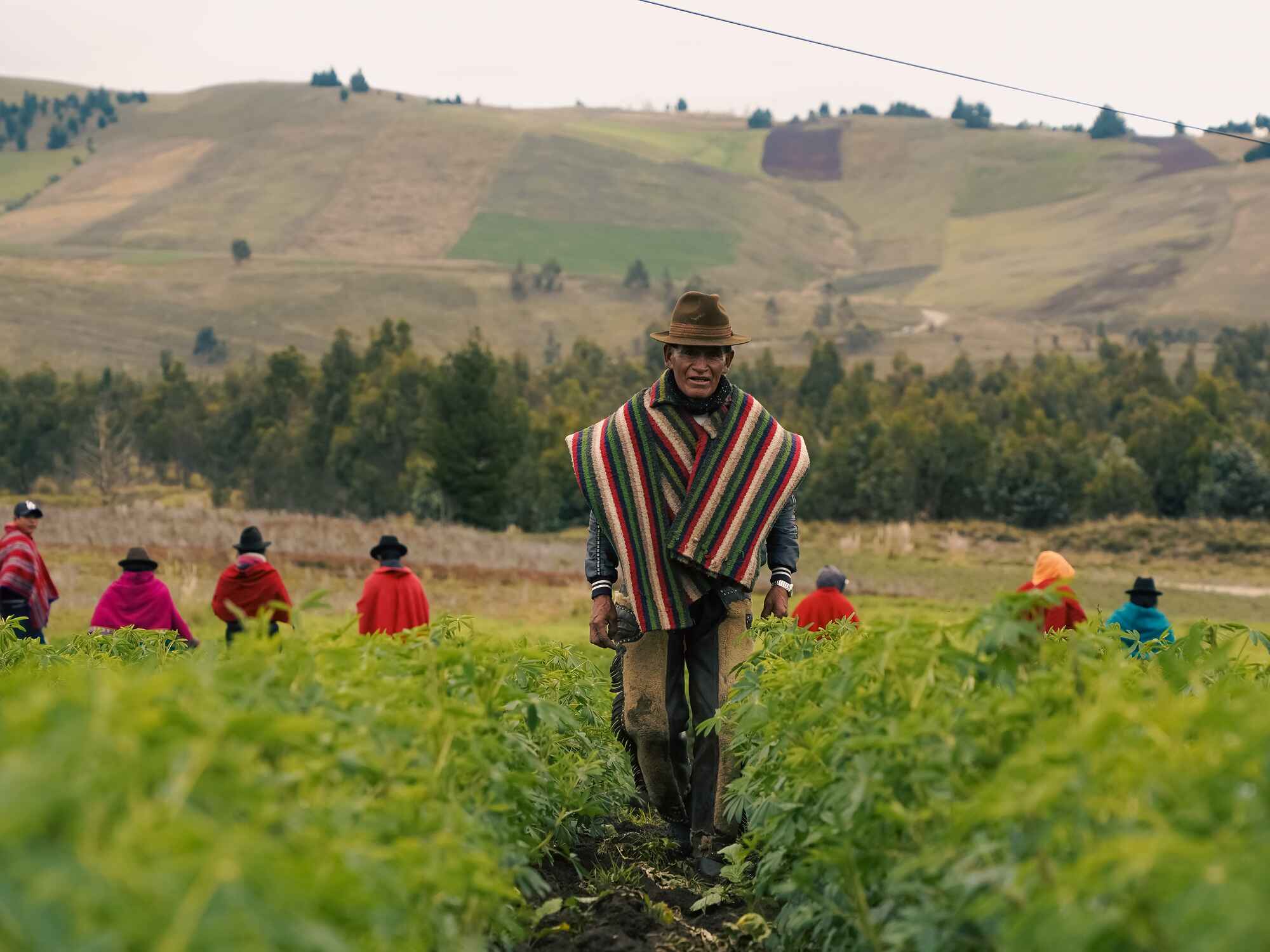 Indigenous Cho Cho farmer leading a harvest in the Ecuadorian highlands with community members working in the field
