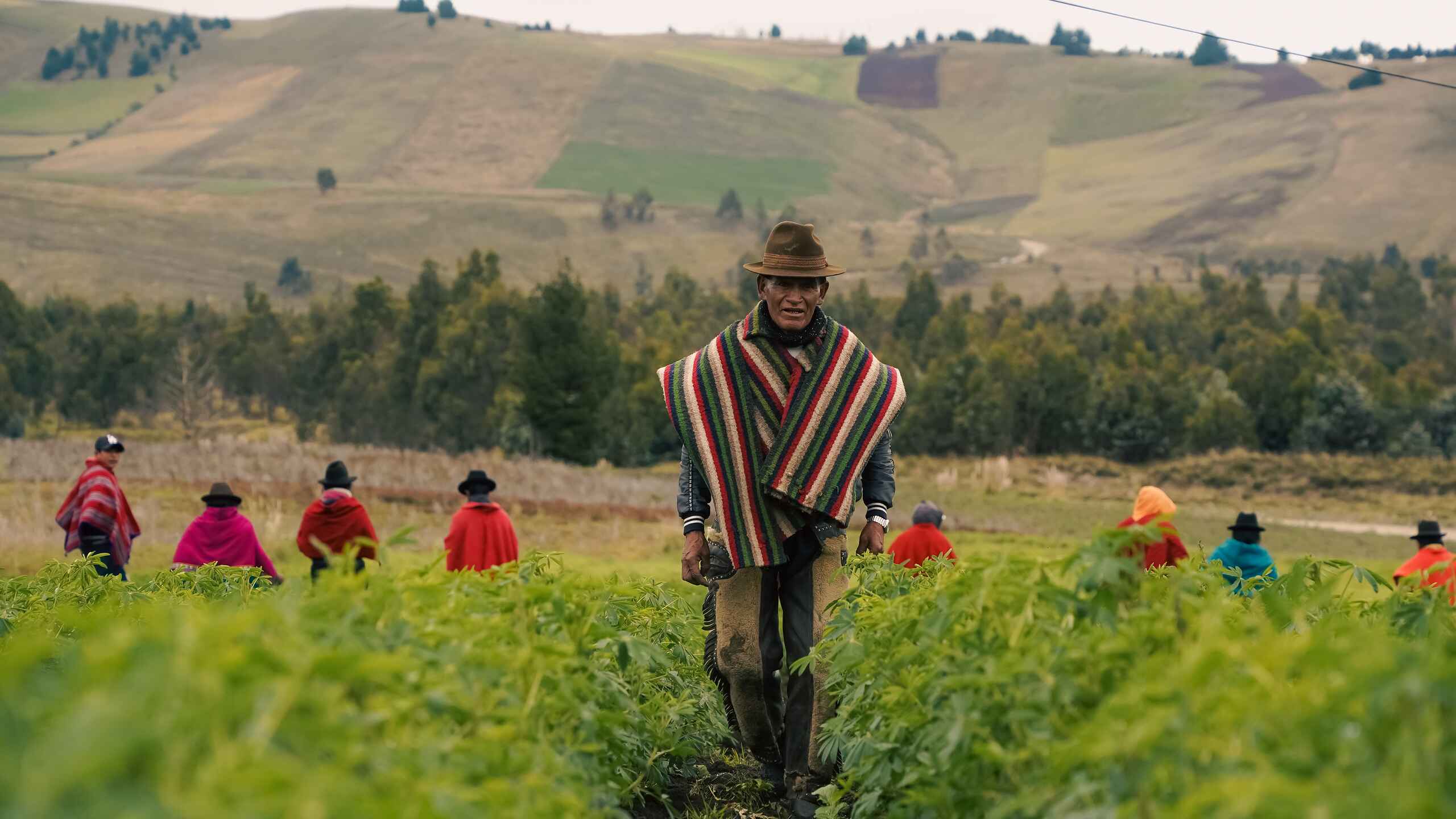 Indigenous Cho Cho farmer leading a harvest in the Ecuadorian highlands with community members working in the field