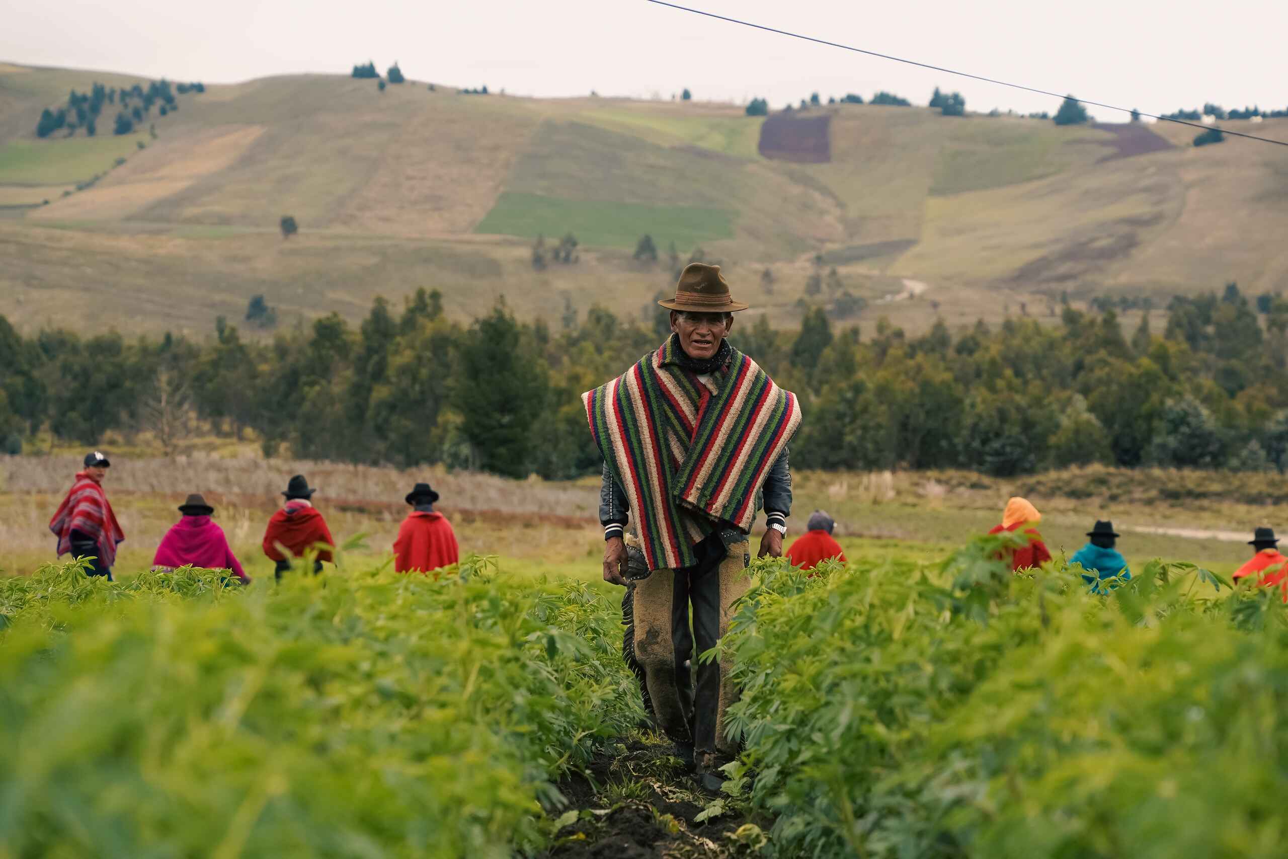 Indigenous Cho Cho farmer leading a harvest in the Ecuadorian highlands with community members working in the field