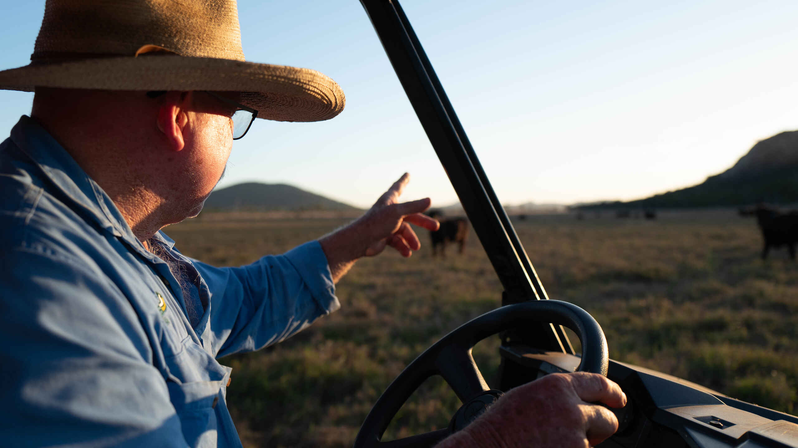 Rancher steering a vehicle across grassland while gesturing toward cattle in the distance