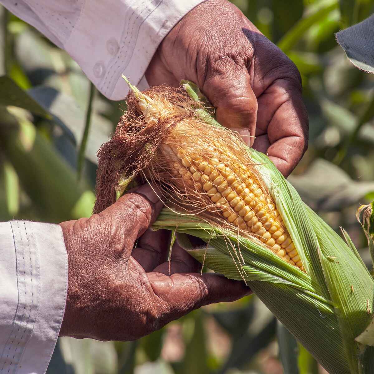 Farmer holding an ear of corn in a field