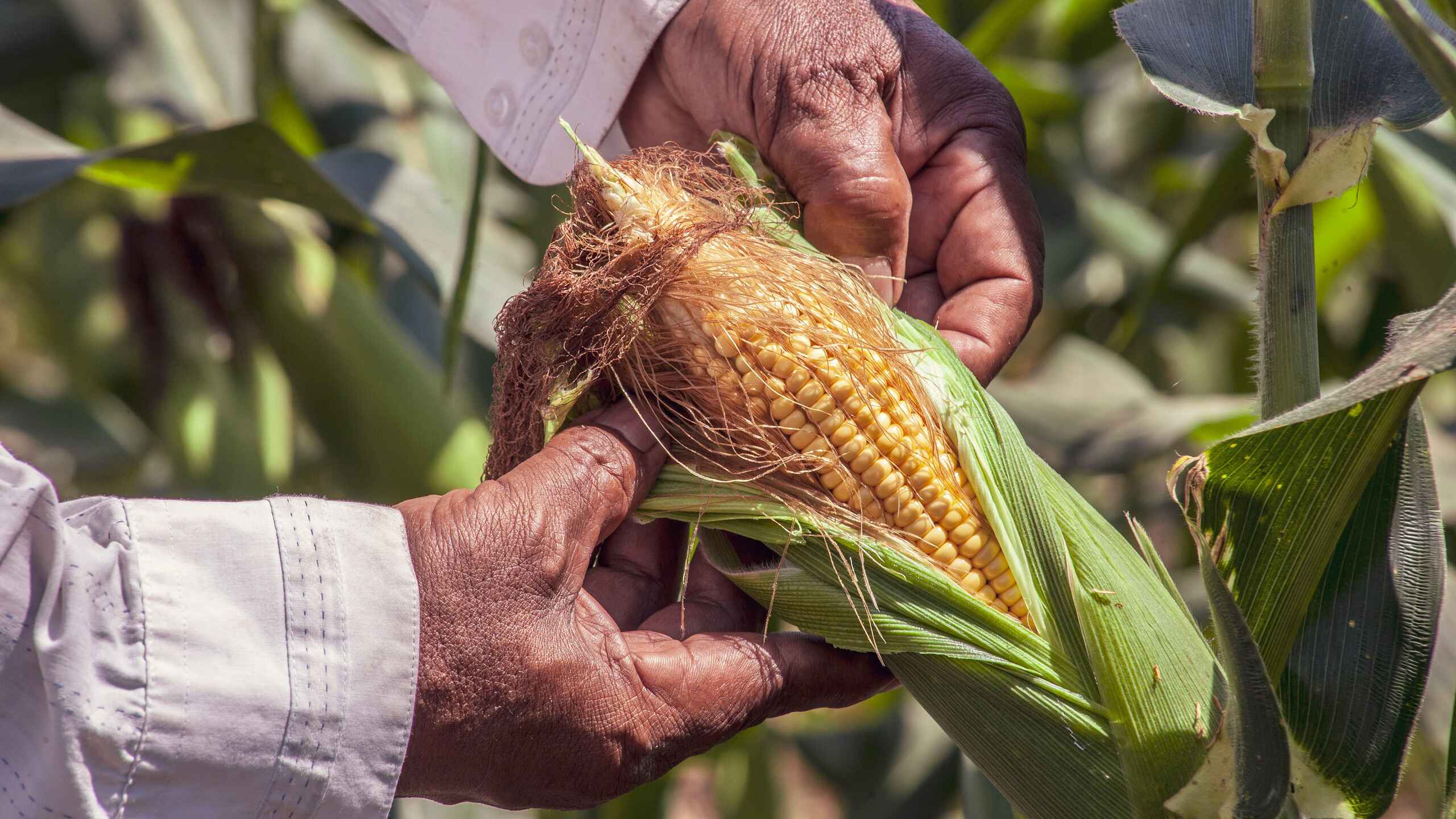 Farmer holding an ear of corn in a field