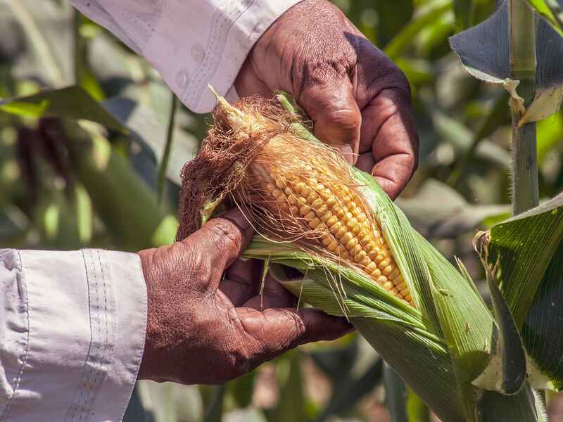 Farmer holding an ear of corn in a field