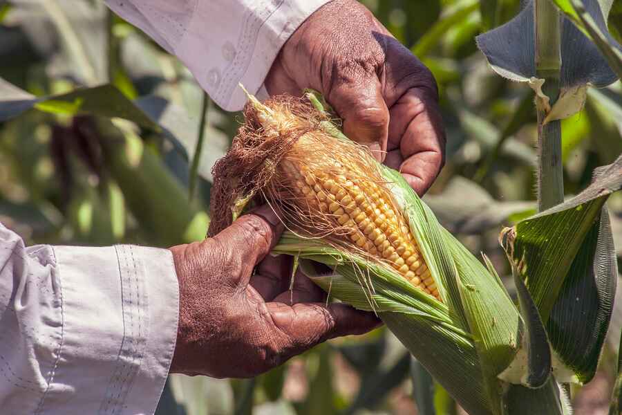Farmer holding an ear of corn in a field