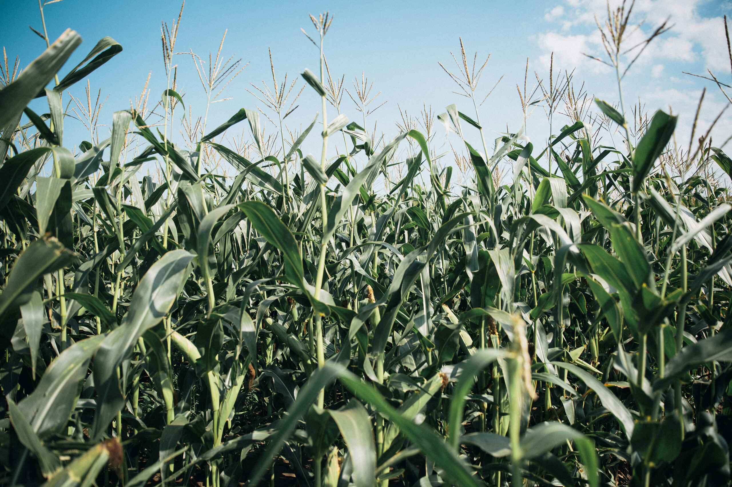 Mature corn plants with green stalks and tassels in a field under blue sky