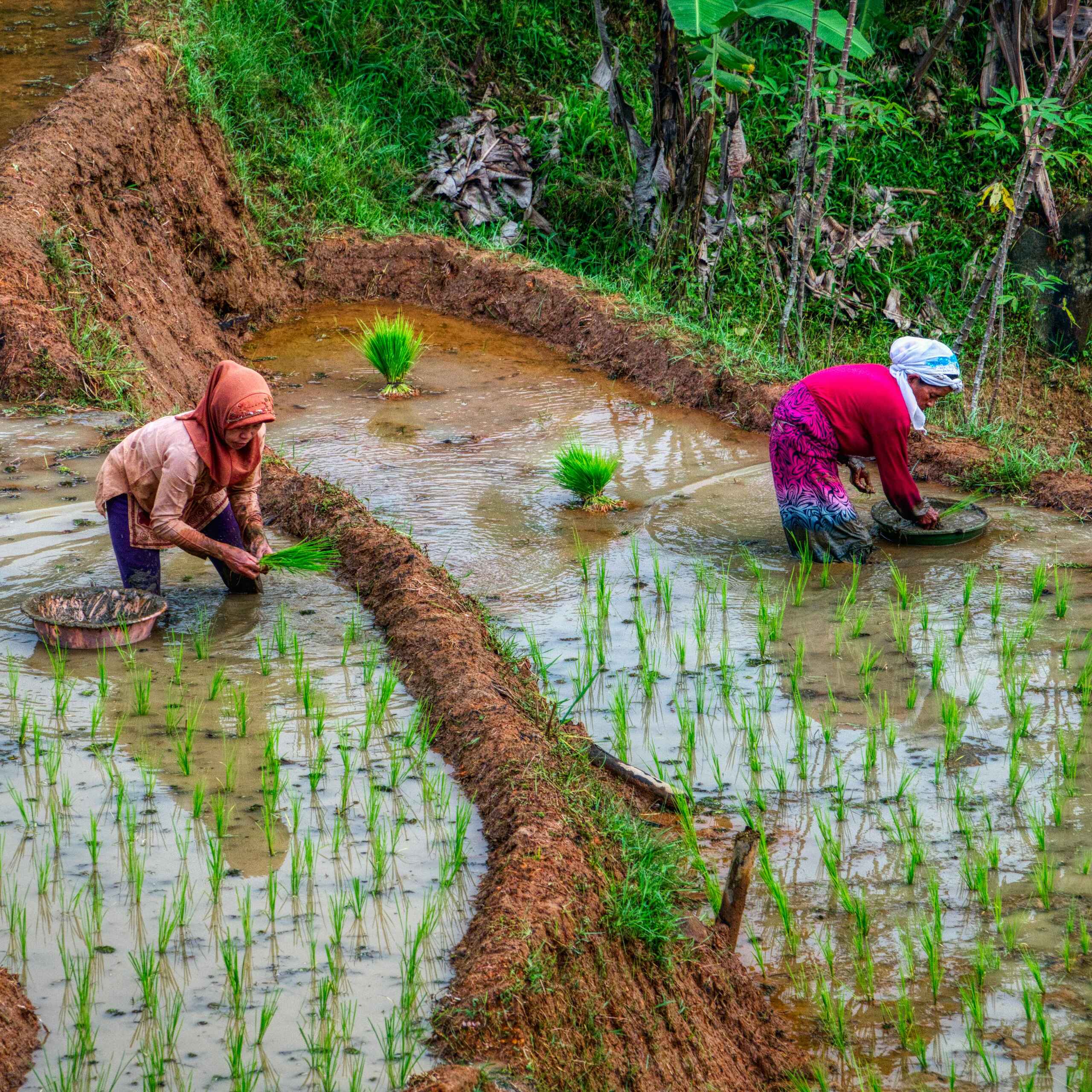 Two farmers transplant rice seedlings in flooded paddies, practicing traditional agricultural methods