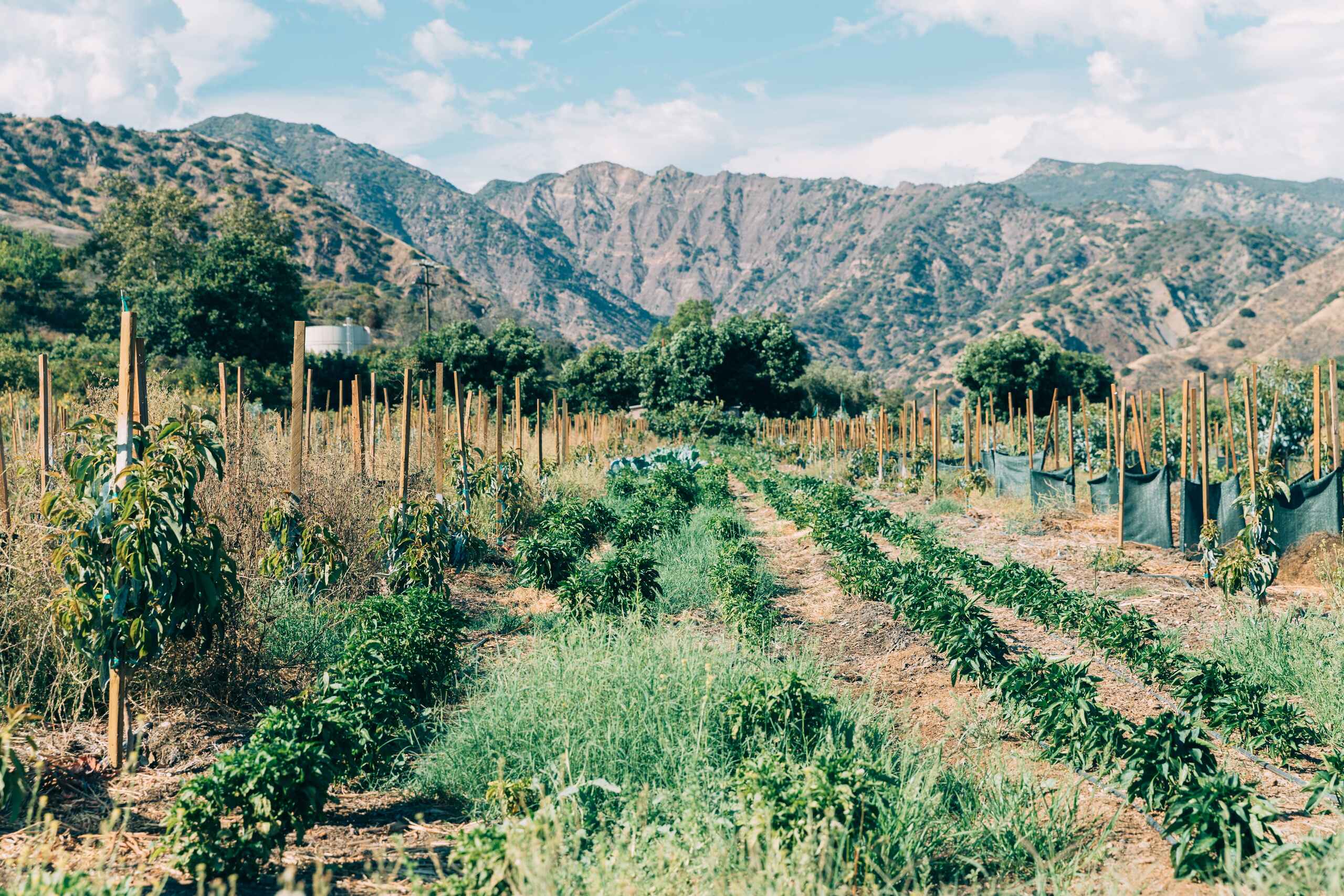 A lush agricultural field with young plants supported by wooden stakes, backed by terraced mountains under a blue sky