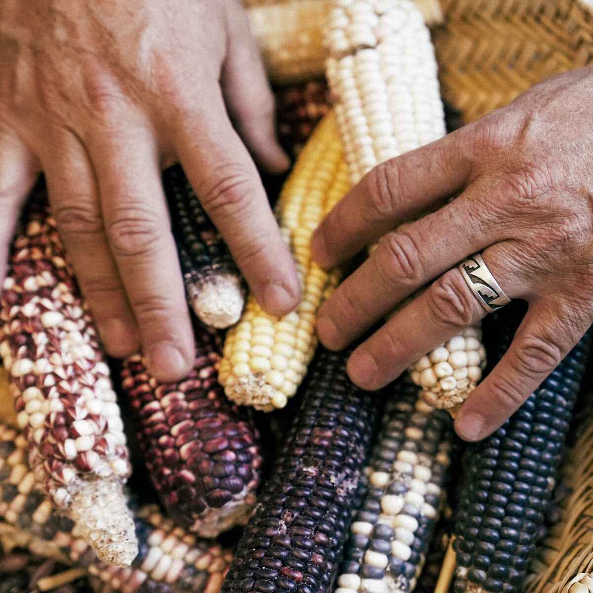 Two people's hands examine different varieties of colorful corn cobs, representing agricultural diversity and indigenous food traditions