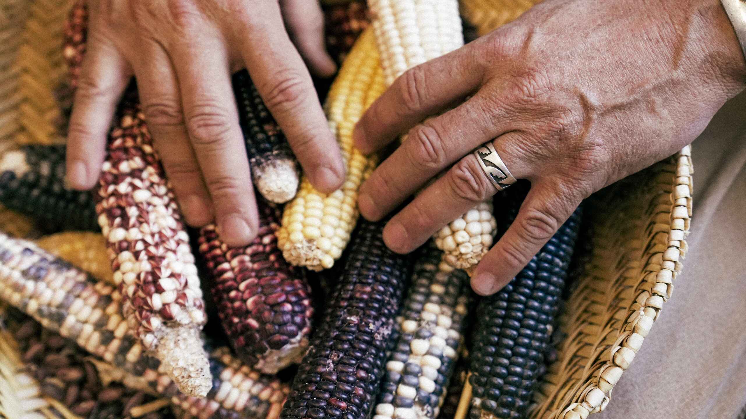 Two people's hands examine different varieties of colorful corn cobs, representing agricultural diversity and indigenous food traditions