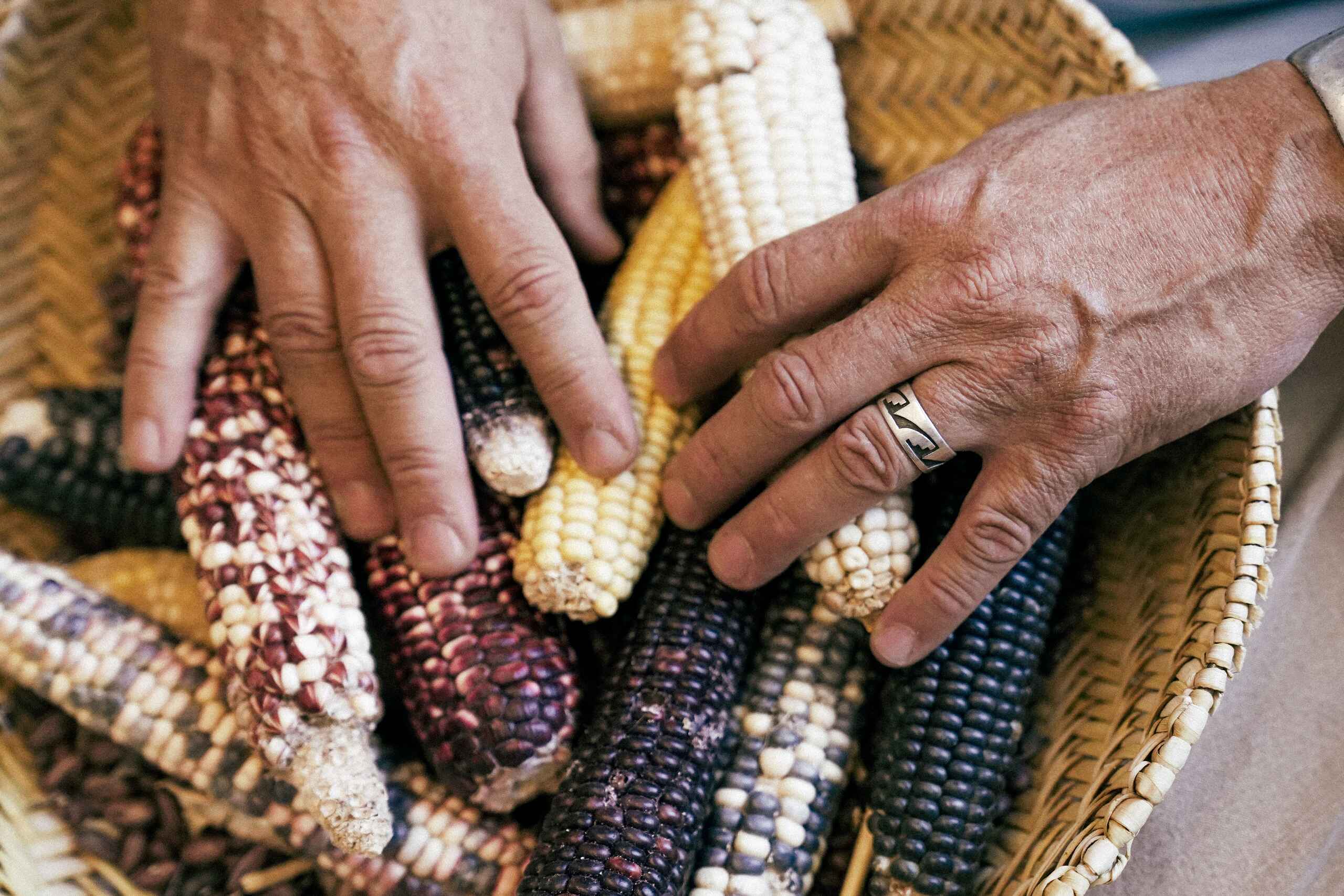 Two people's hands examine different varieties of colorful corn cobs, representing agricultural diversity and indigenous food traditions