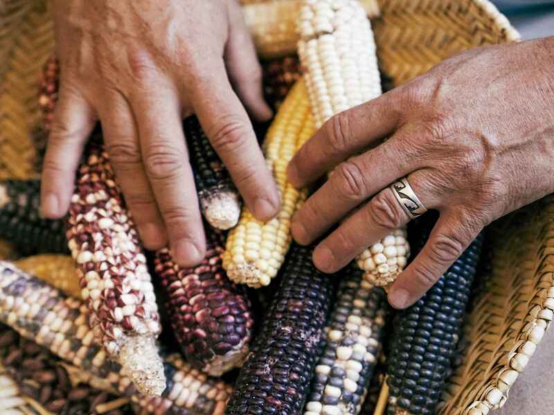 Two people's hands examine different varieties of colorful corn cobs, representing agricultural diversity and indigenous food traditions