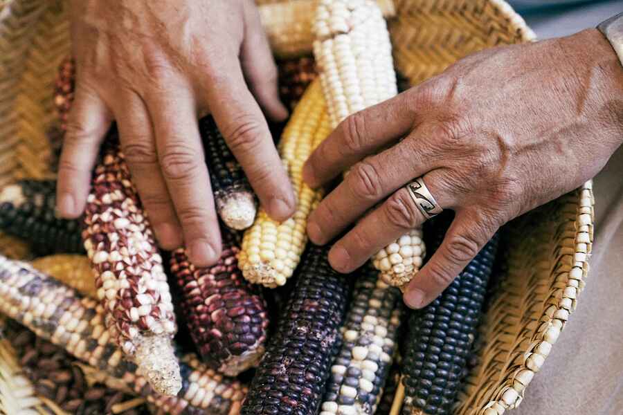 Two people's hands examine different varieties of colorful corn cobs, representing agricultural diversity and indigenous food traditions
