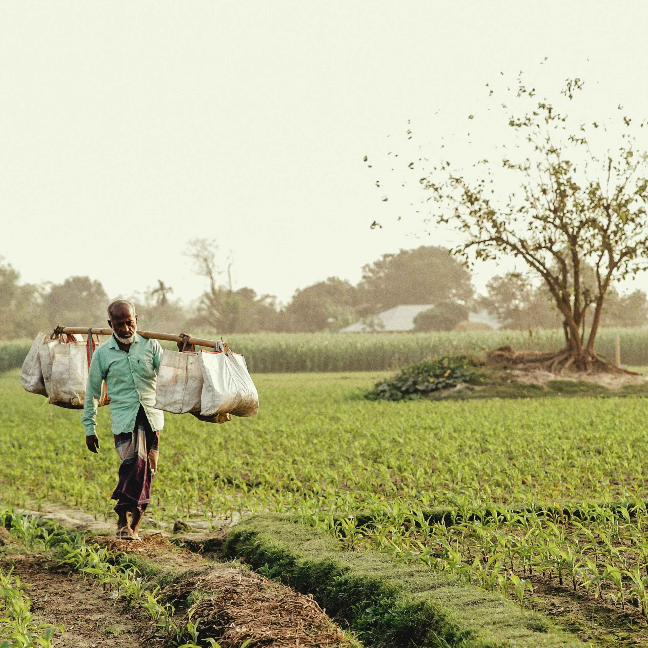Farmer carrying harvested crops across a lush green field