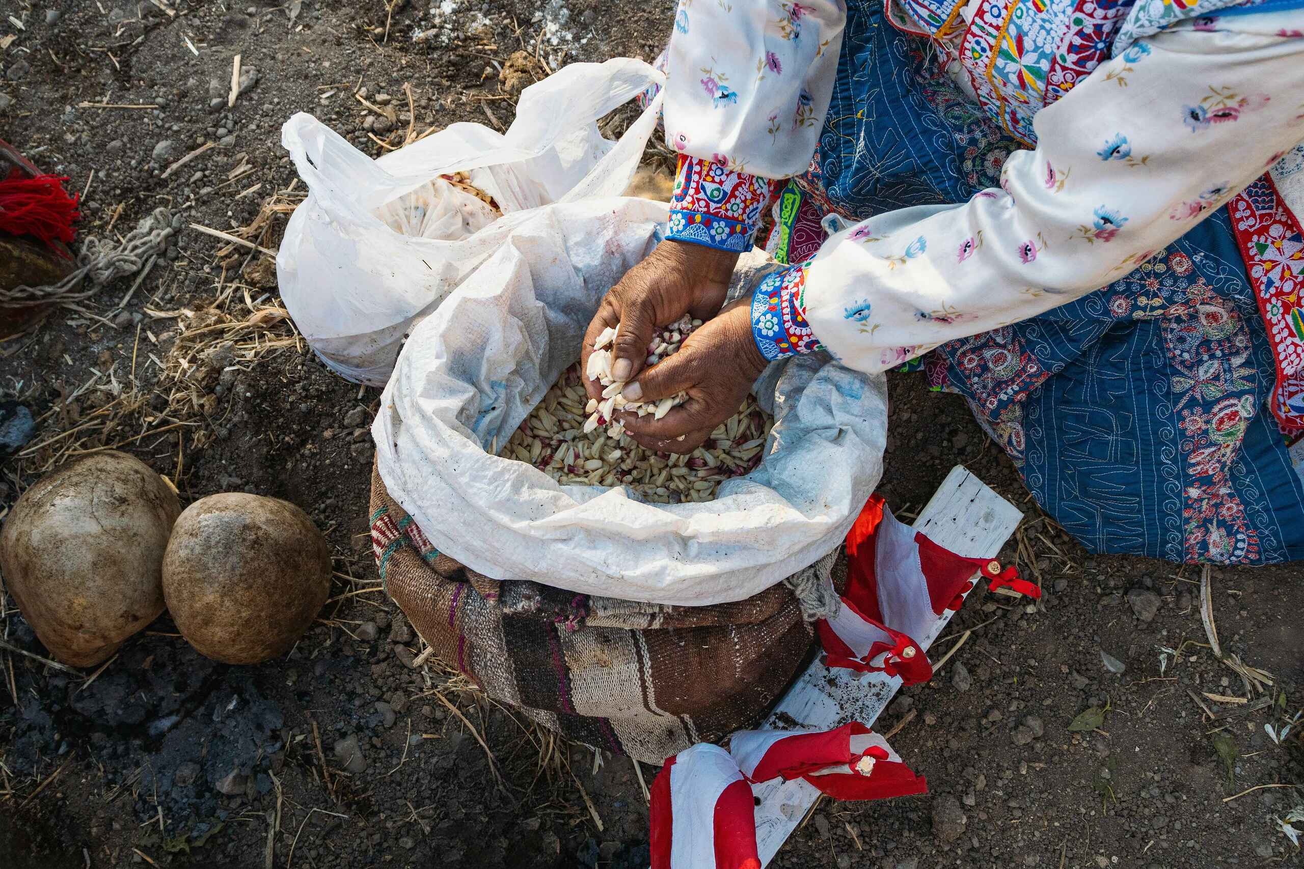 Indigenous farmer holding traditional seeds in a cloth bag during harvest