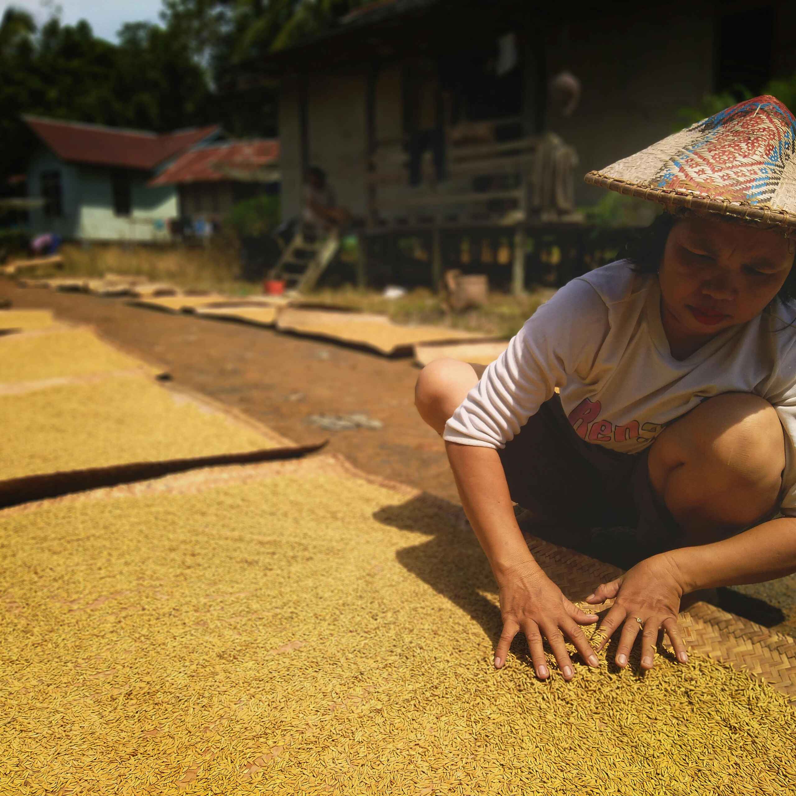 Woman spreading freshly harvested rice to dry in the sun as part of traditional agricultural practices