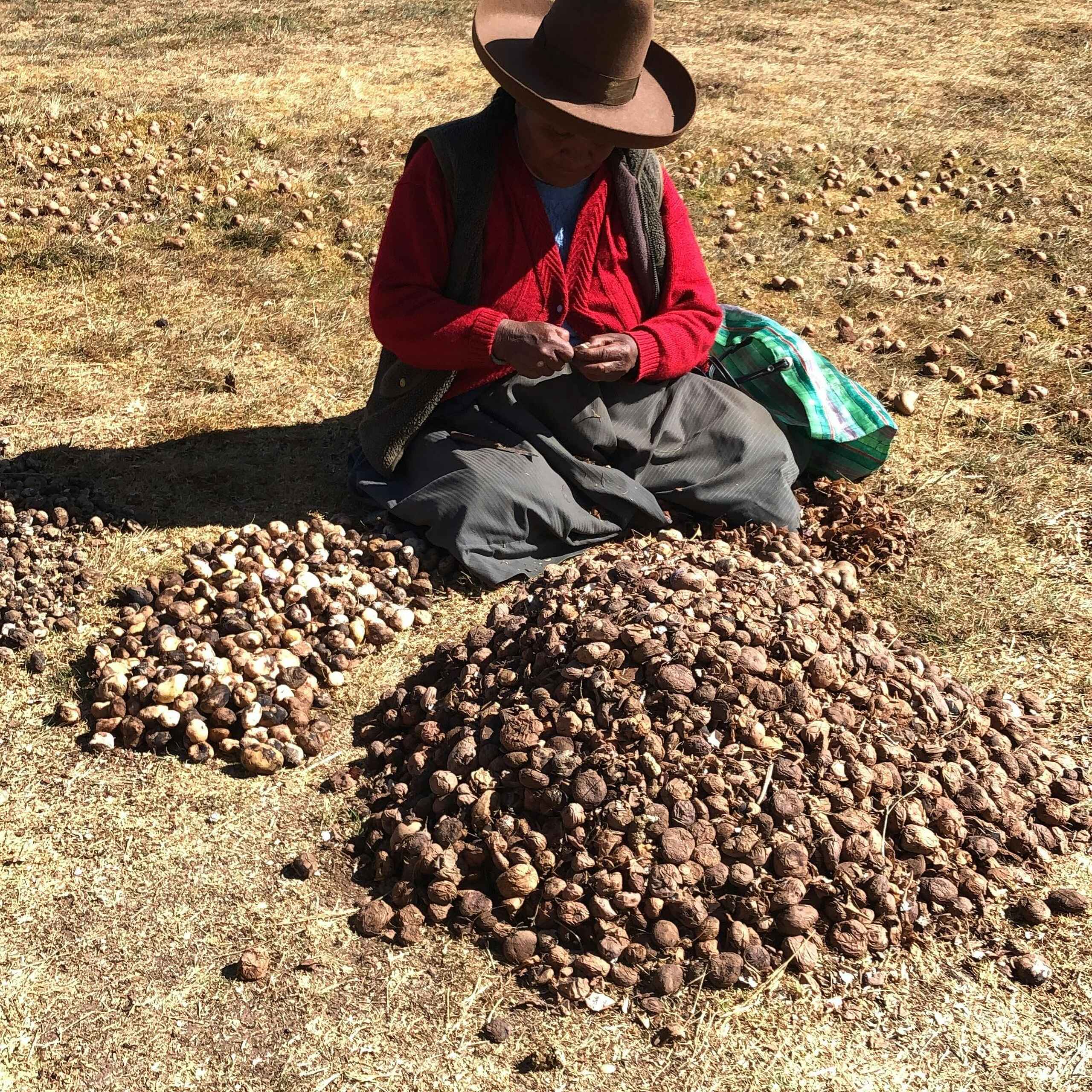 Farmer in the Andes sorting harvested potatoes in a field