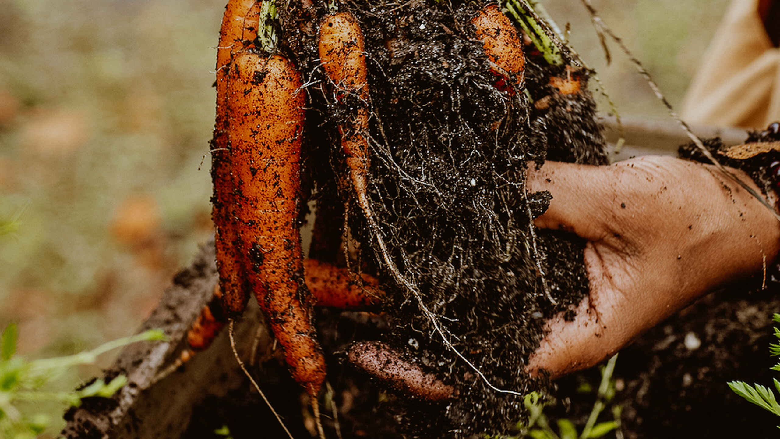 Hands holding a freshly harvested carrot with soil and greens still attached