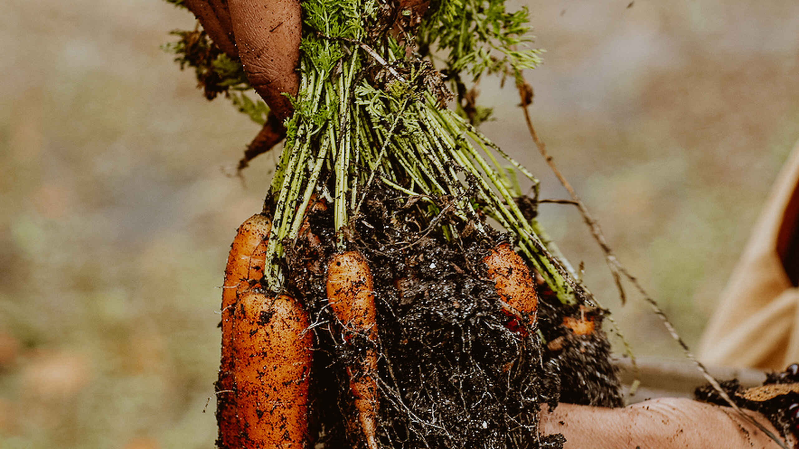 Hands holding a freshly harvested carrot with soil and greens still attached