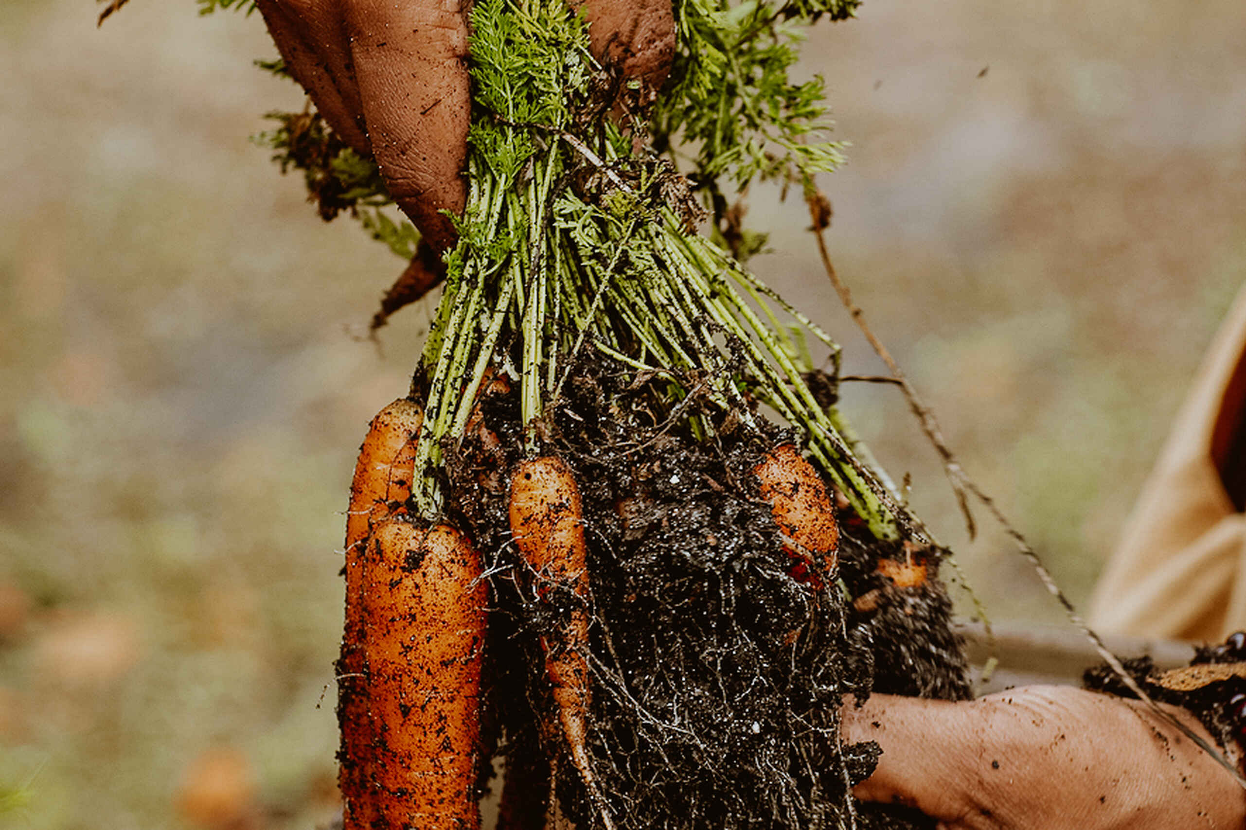 Hands holding a freshly harvested carrot with soil and greens still attached