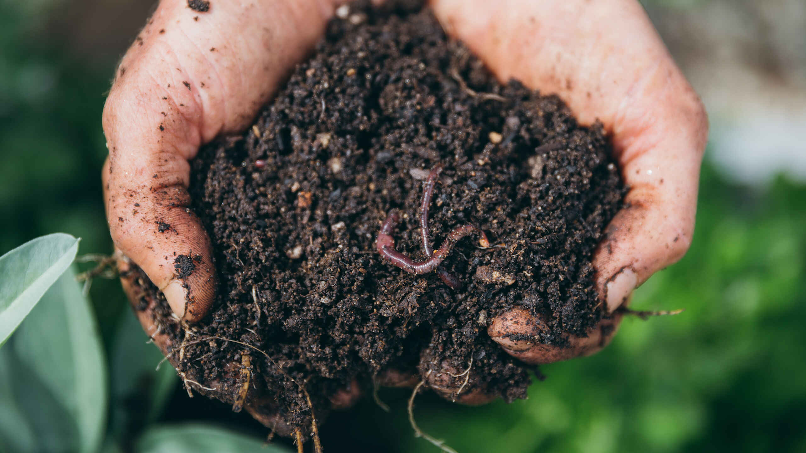 Hands holding rich, dark soil with visible earthworm and organic matter