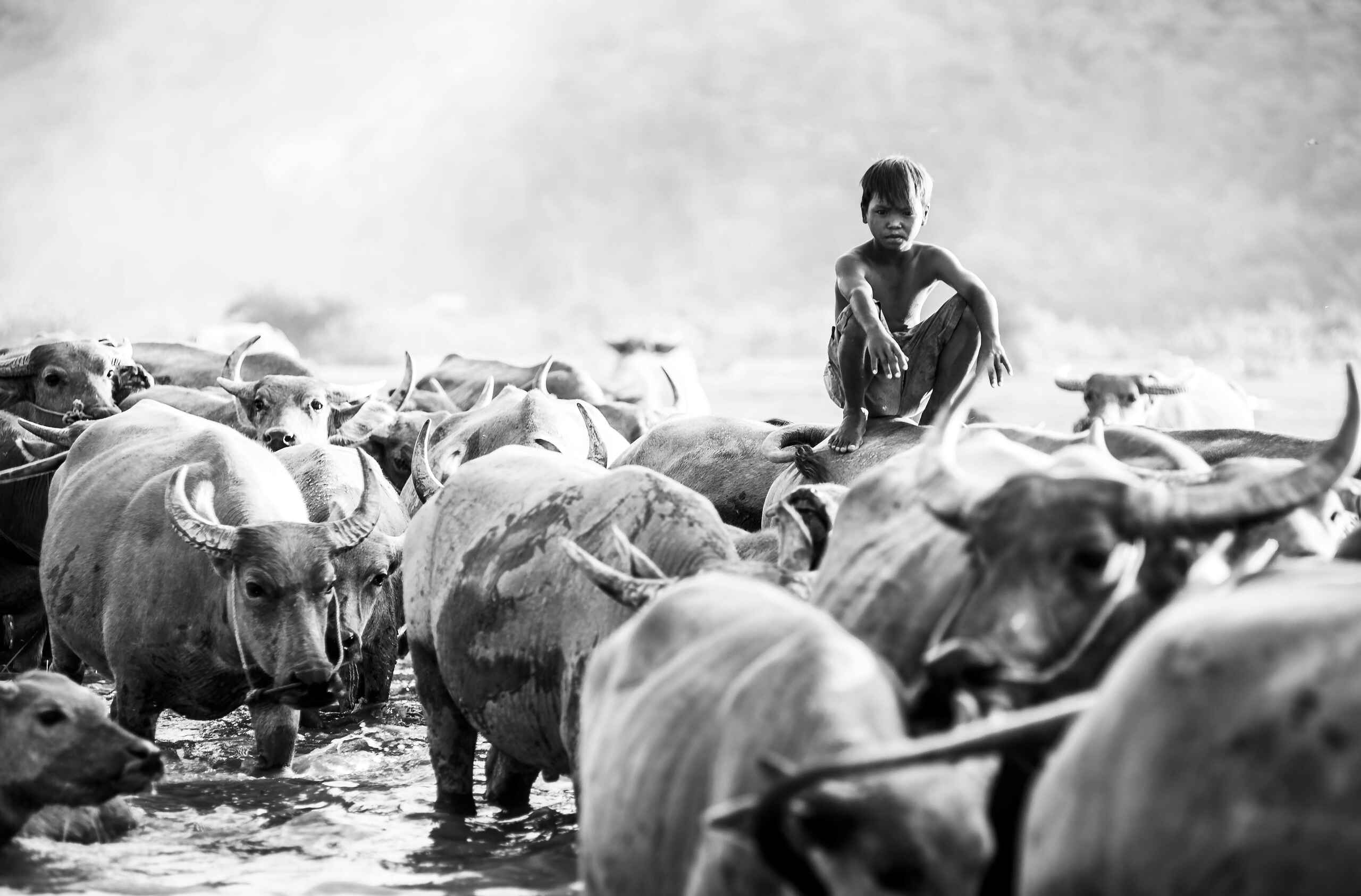 Young boy crouching among a herd of cattle in shallow water