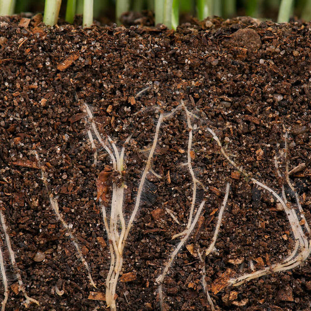 Plant roots extending through nutrient-rich soil, illustrating the underground ecosystem that supports plant growth and soil health