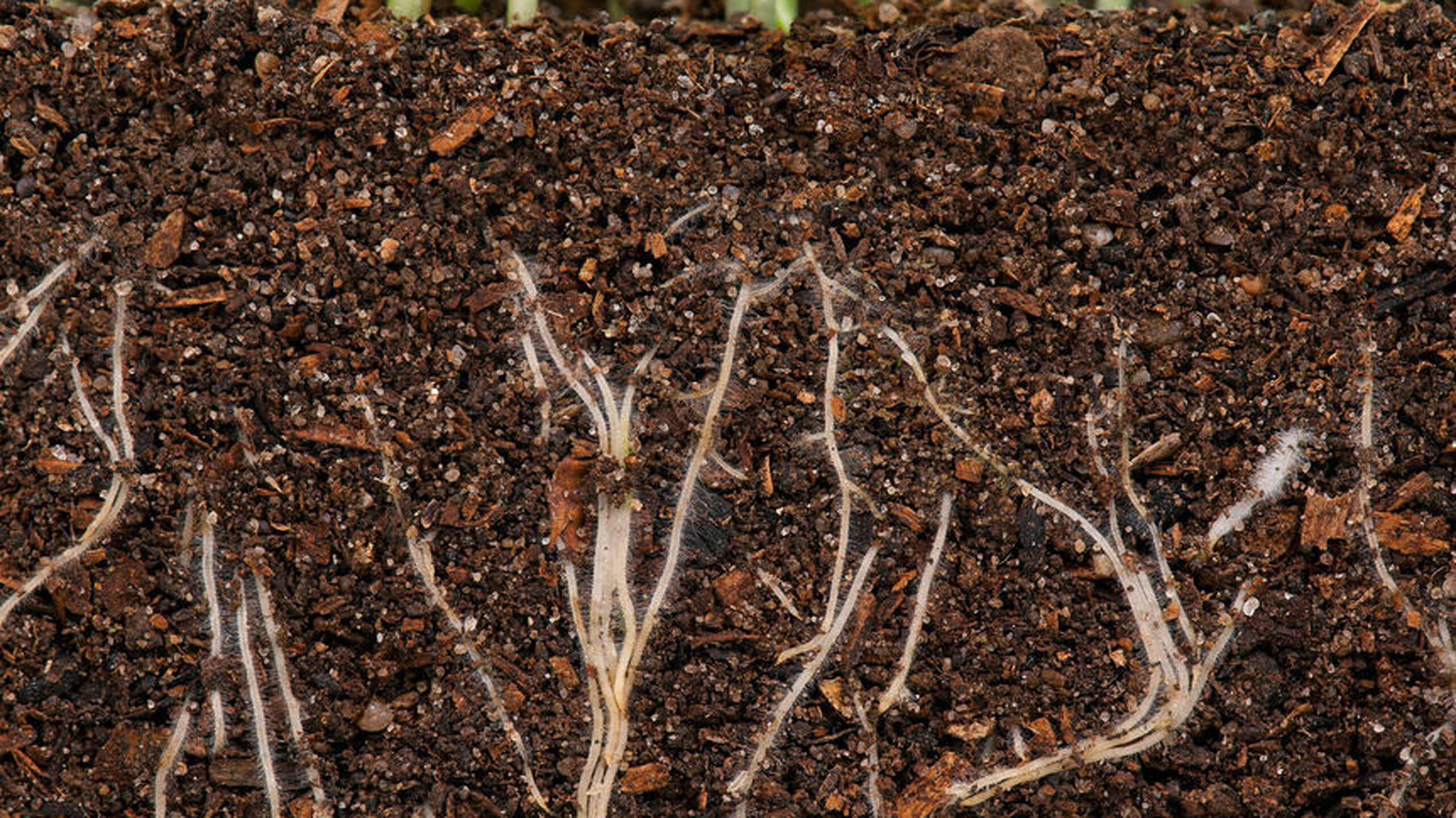 Plant roots extending through nutrient-rich soil, illustrating the underground ecosystem that supports plant growth and soil health