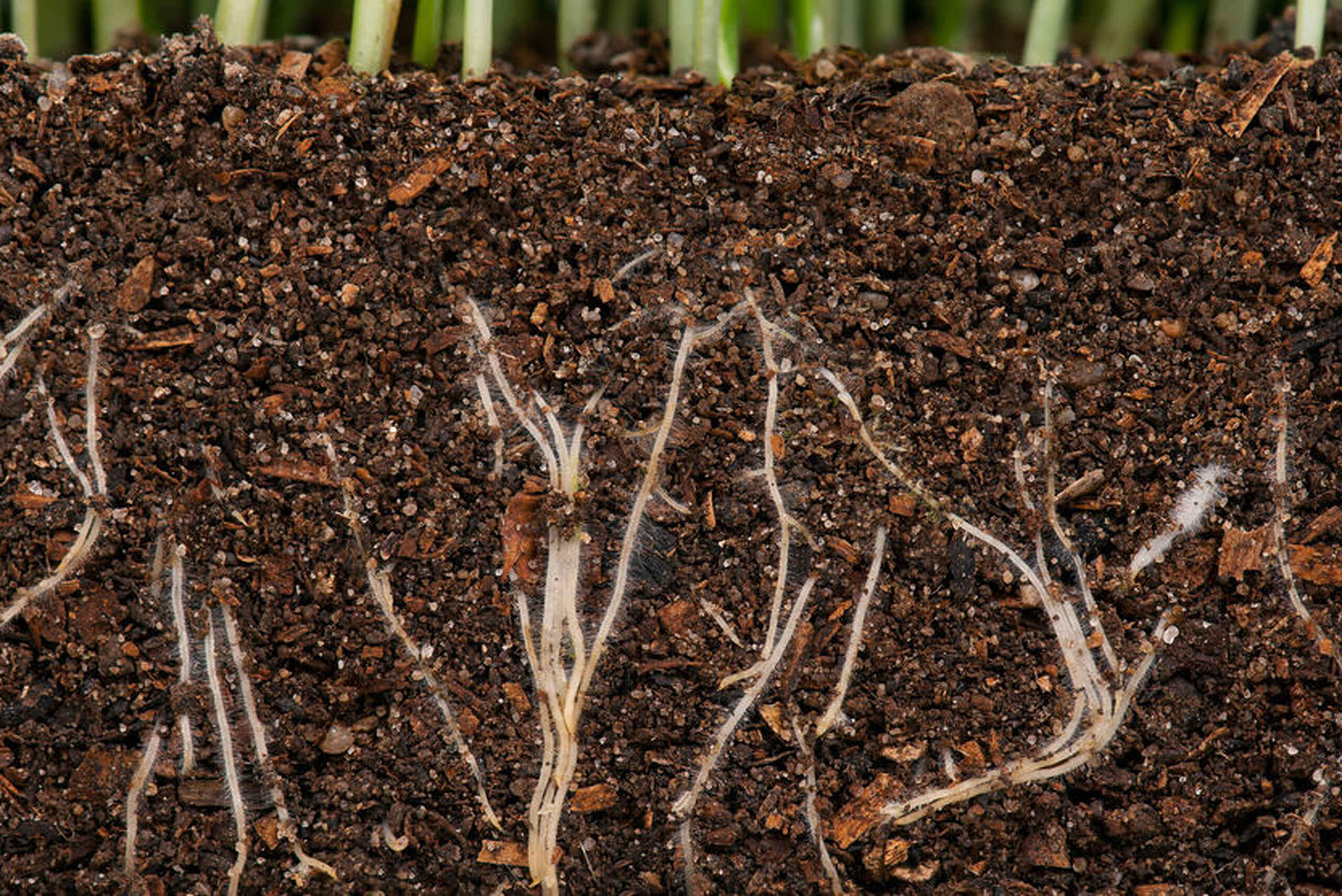 Plant roots extending through nutrient-rich soil, illustrating the underground ecosystem that supports plant growth and soil health