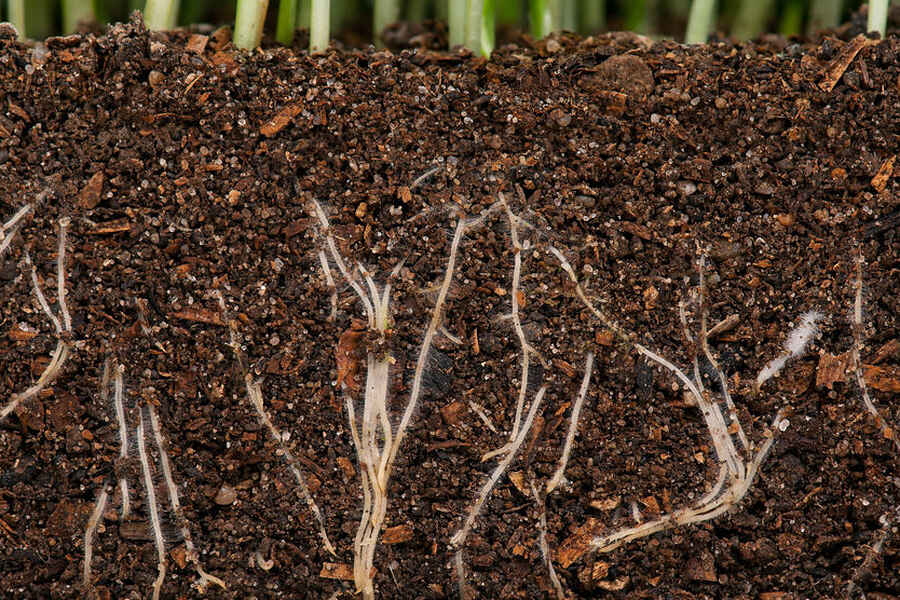 Plant roots extending through nutrient-rich soil, illustrating the underground ecosystem that supports plant growth and soil health