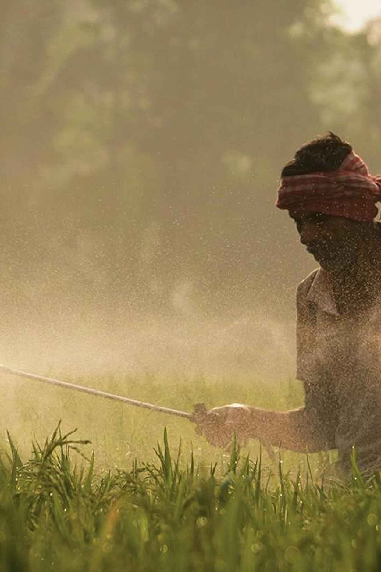 Farmer spraying pesticides across a field, creating a visible mist over crops