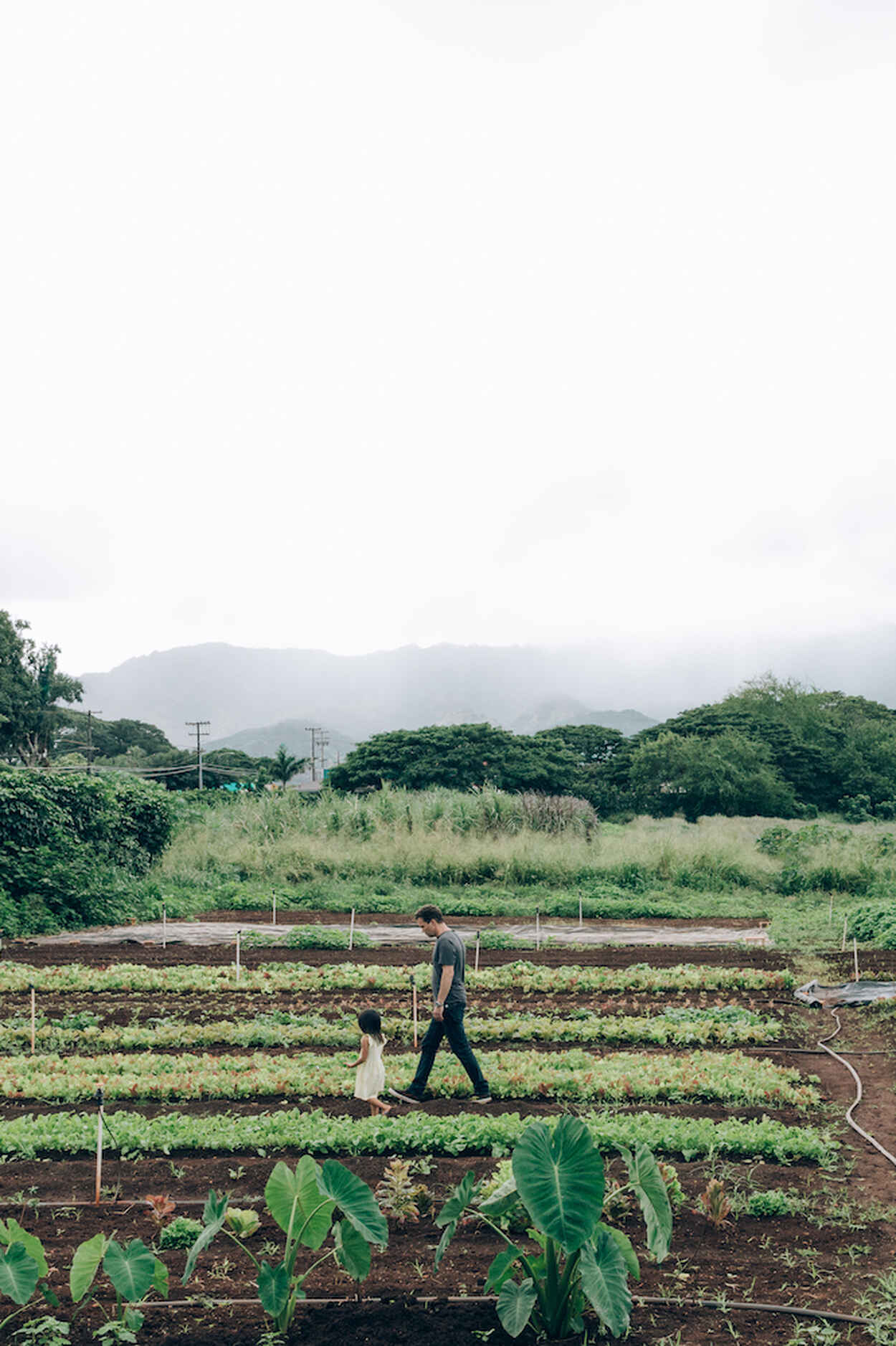 Farmer walking through vegetable garden rows with mountains in the background