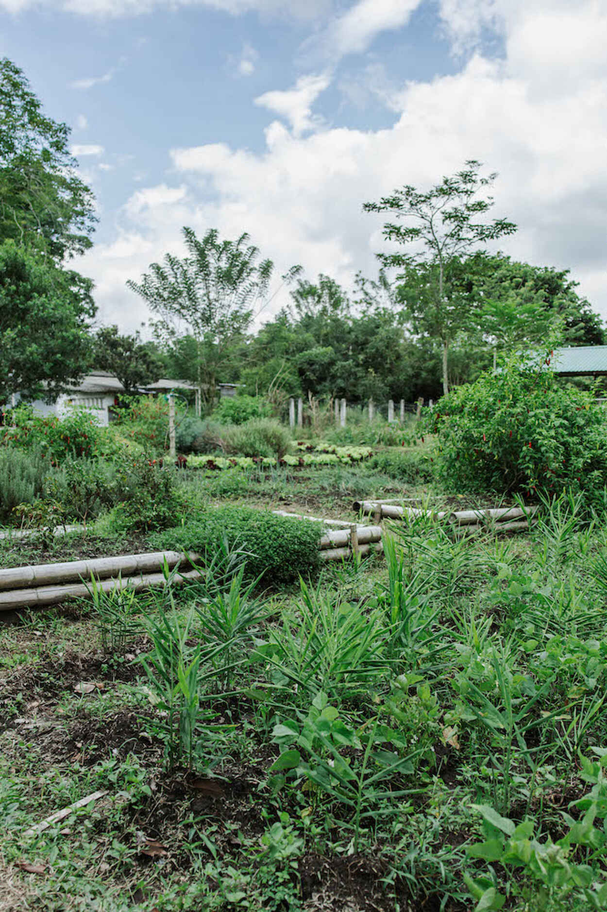 A tropical farm demonstrates crop diversity with various plants growing among trees and wooden logs used for composting or soil management